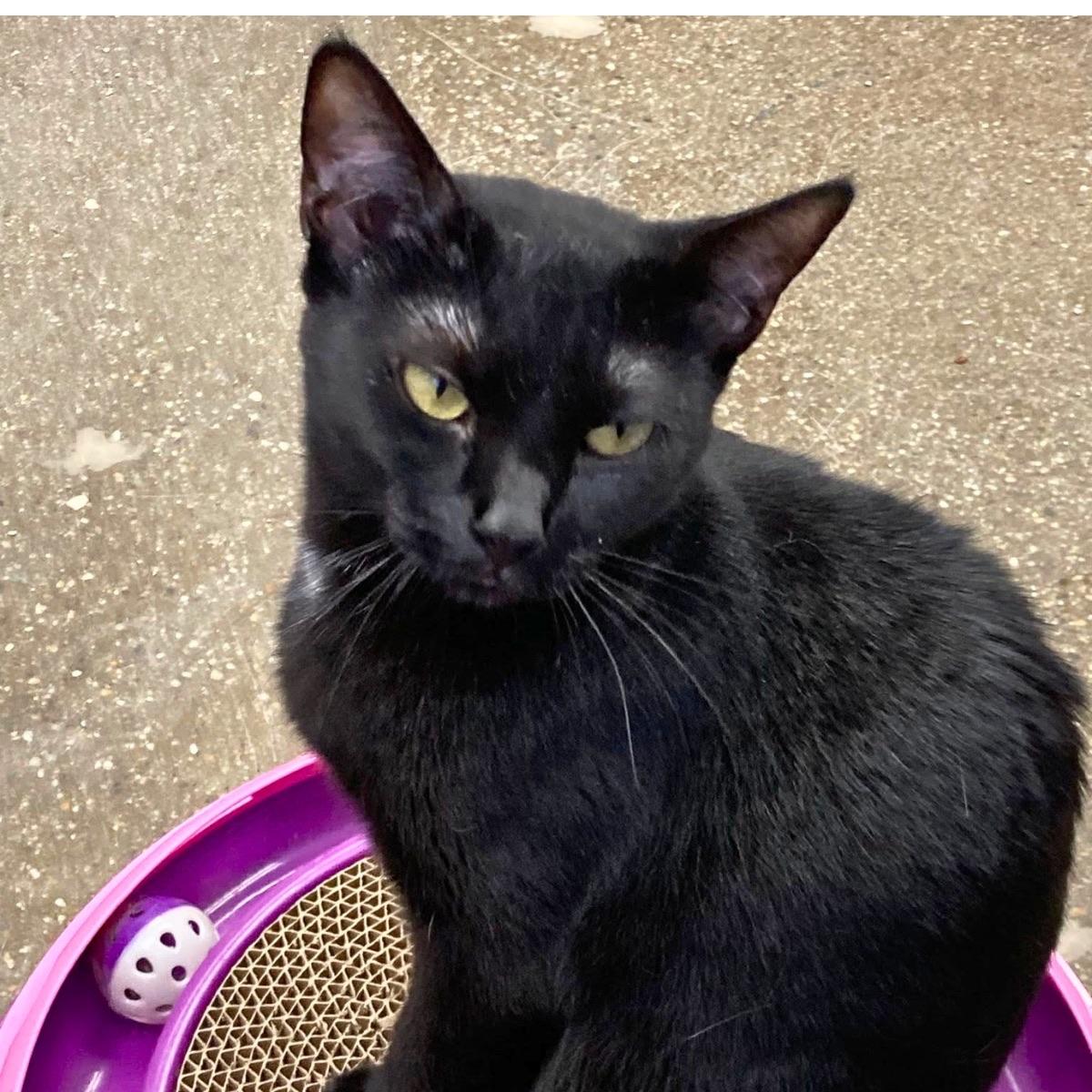 Enlarge Cole, a ADOPTABLE Domestic Short Hair in Manhattan Beach, CA image 5/5