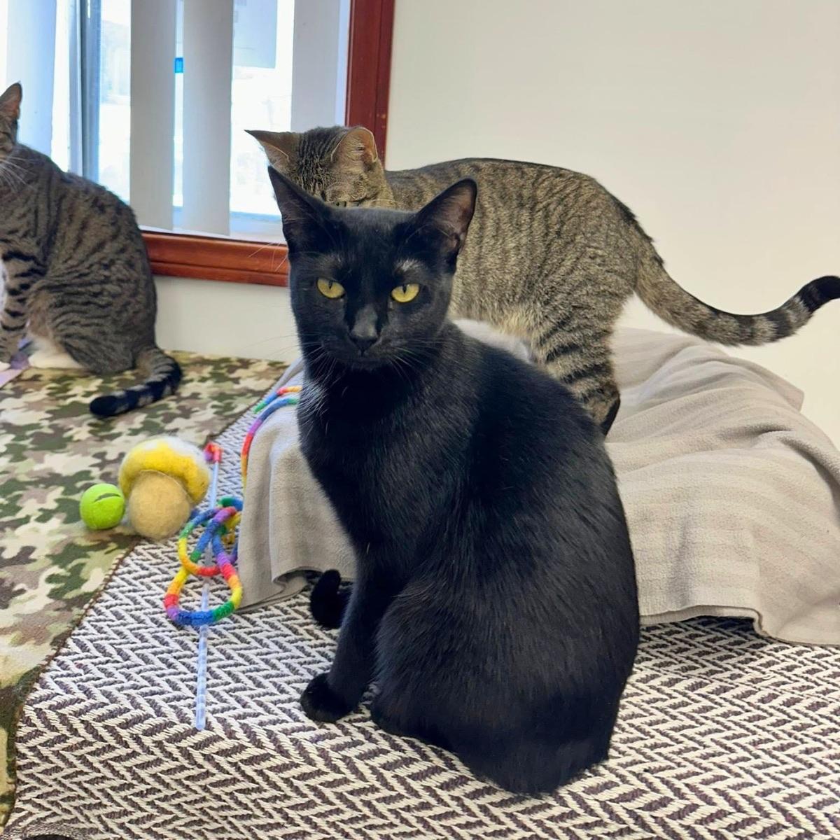 Enlarge Cole, a ADOPTABLE Domestic Short Hair in Manhattan Beach, CA image 4/5