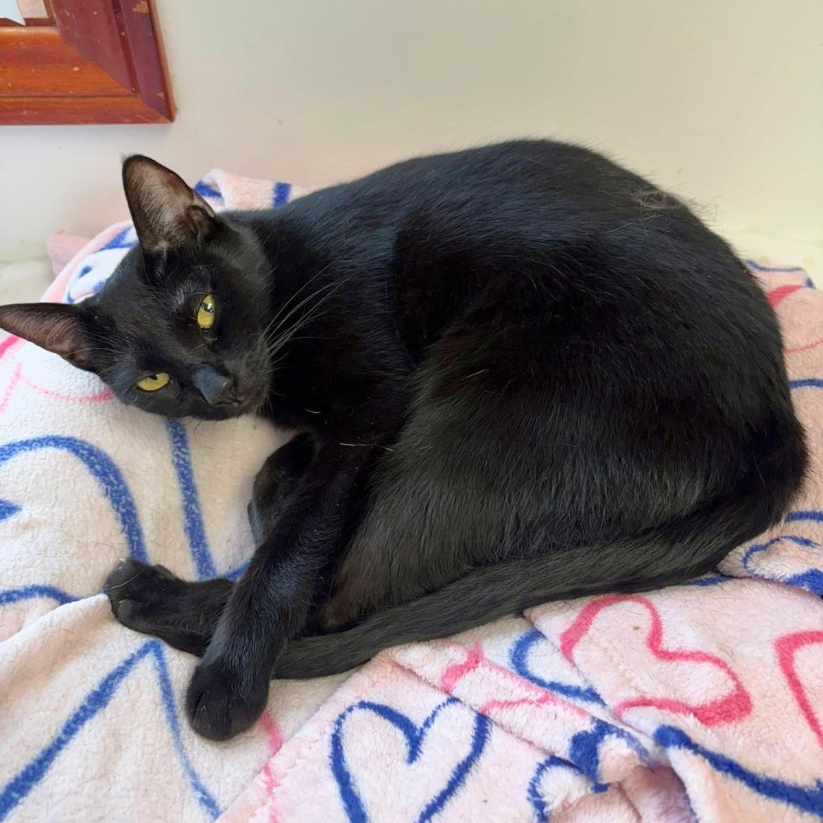 Enlarge Cole, a ADOPTABLE Domestic Short Hair in Manhattan Beach, CA image 2/5