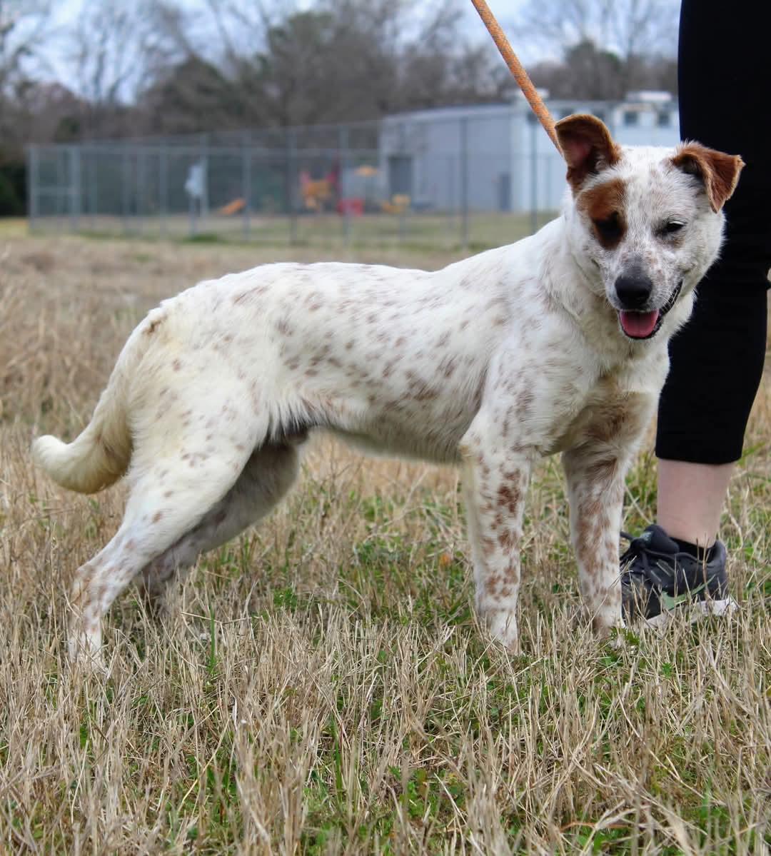 Enlarge Moose, a Adoptable mixed breed image 1/1