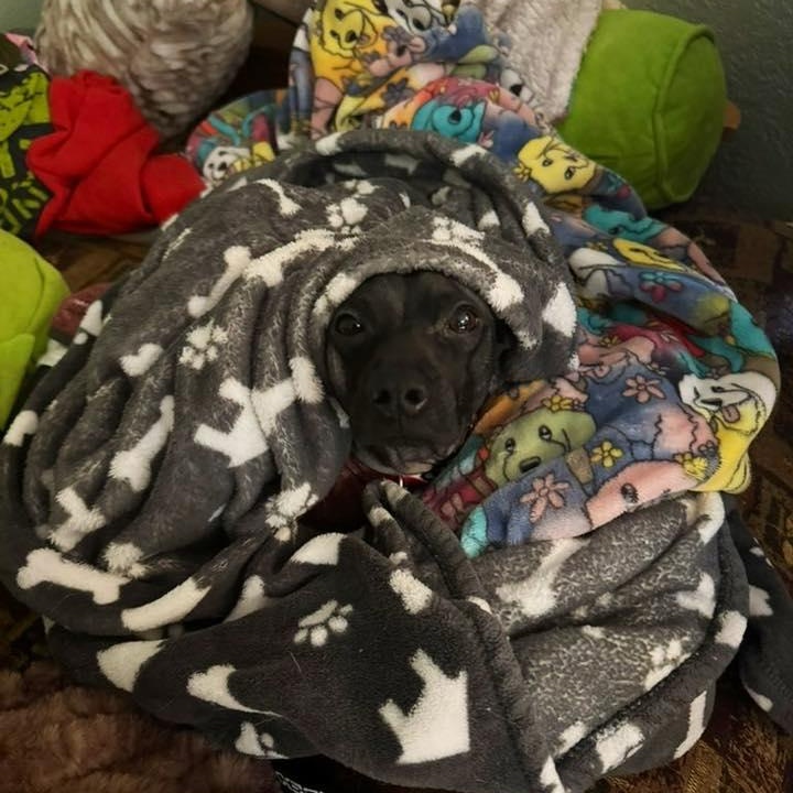 Enlarge Jimbo, a Adoptable mixed breed in Covington, WA image 2/4