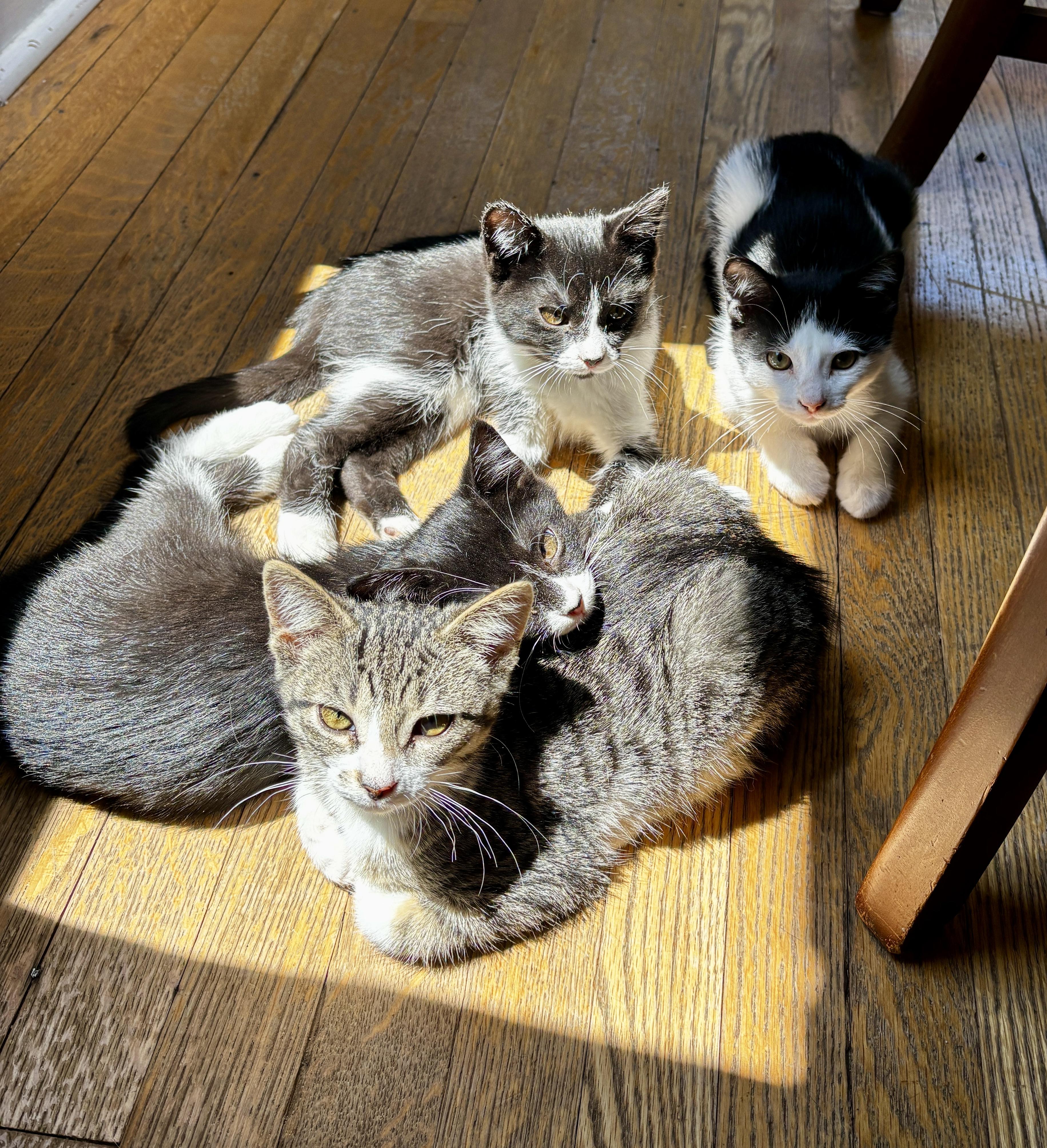 Enlarge WYLLOW, an adoptable Domestic Short Hair in Shakespeare, ON image 1/5