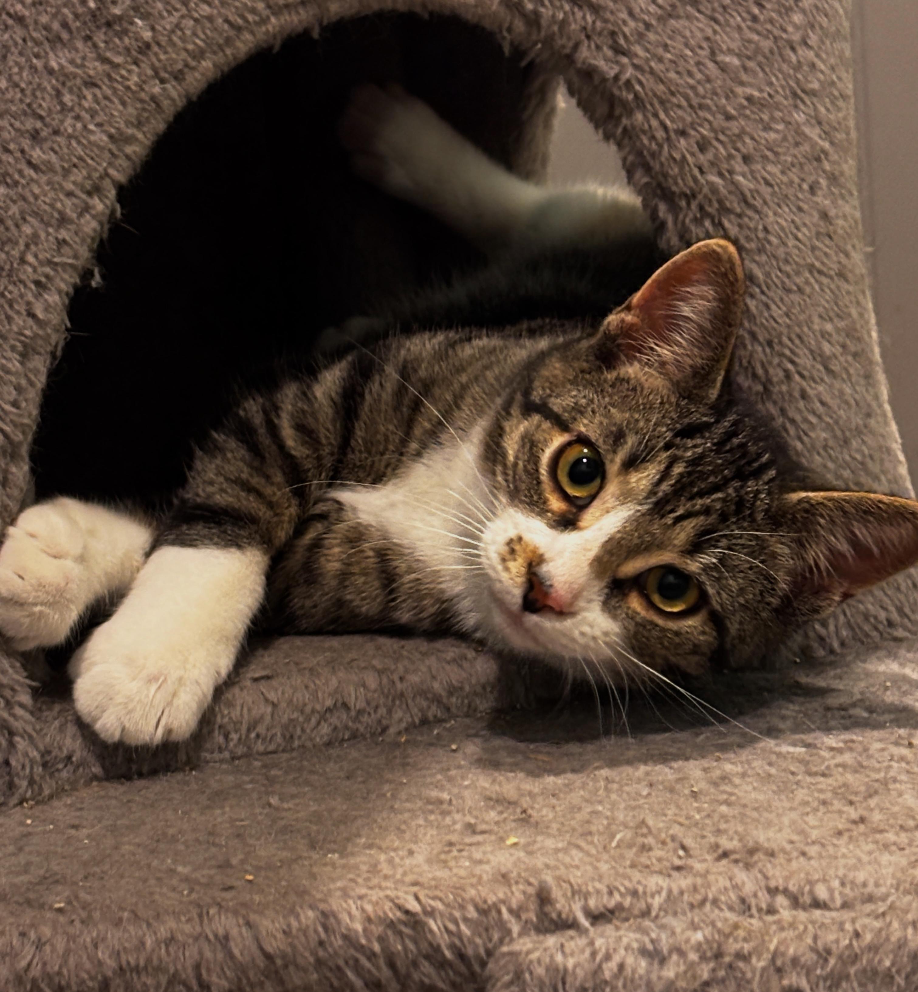 Enlarge WYLLOW, an adoptable Domestic Short Hair in Shakespeare, ON image 3/5