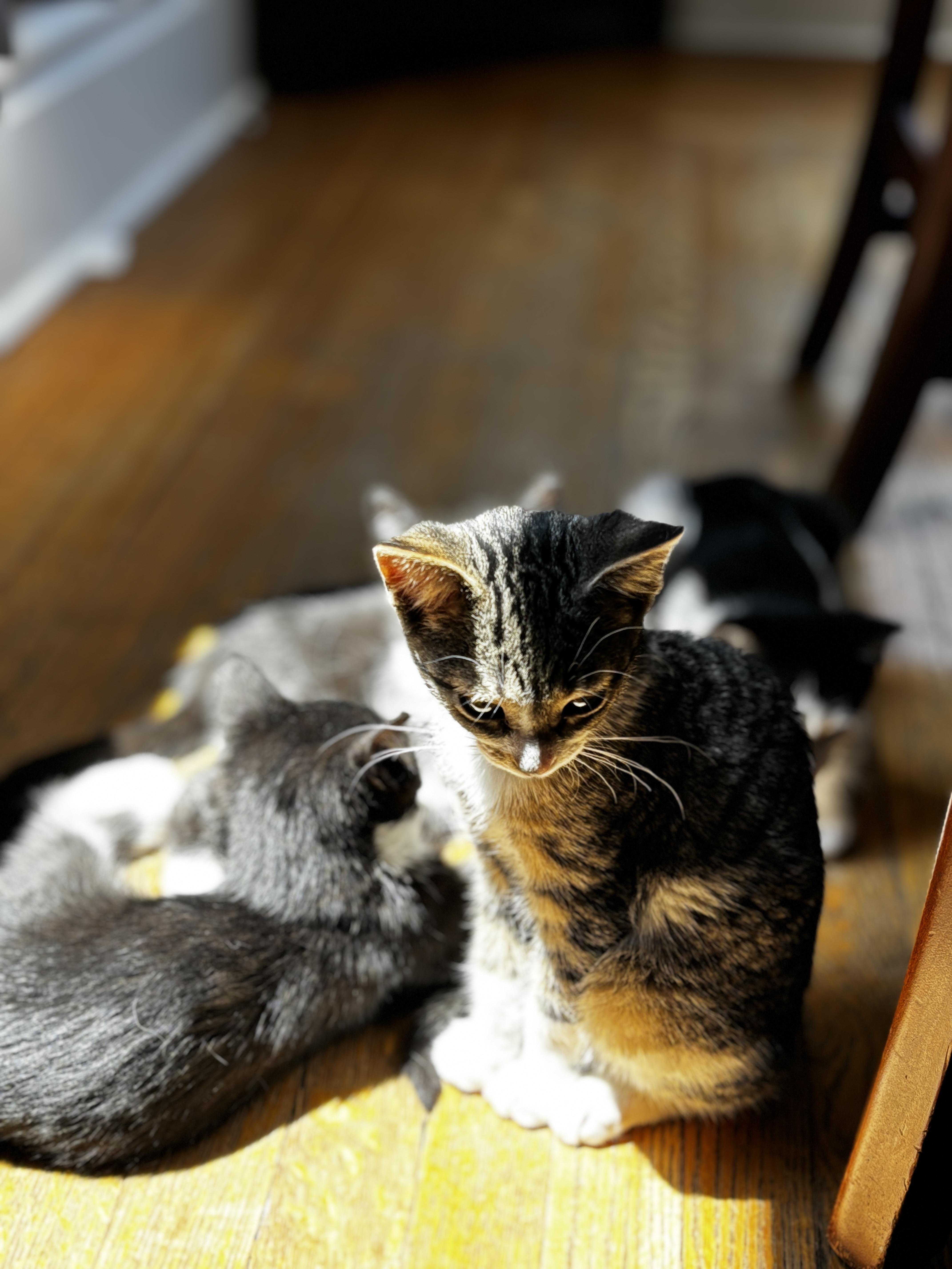 Enlarge WYLLOW, an adoptable Domestic Short Hair in Shakespeare, ON image 4/5