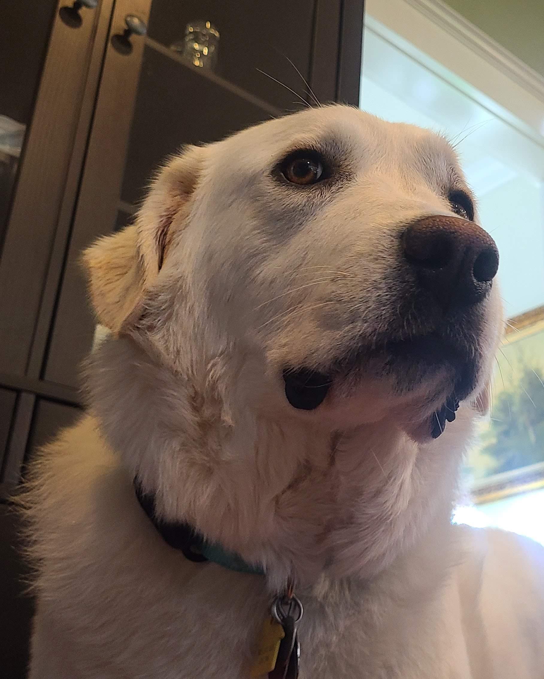 Nala and Thor - Bonded Pair, Adoptable, Adult Female Great Pyrenees.