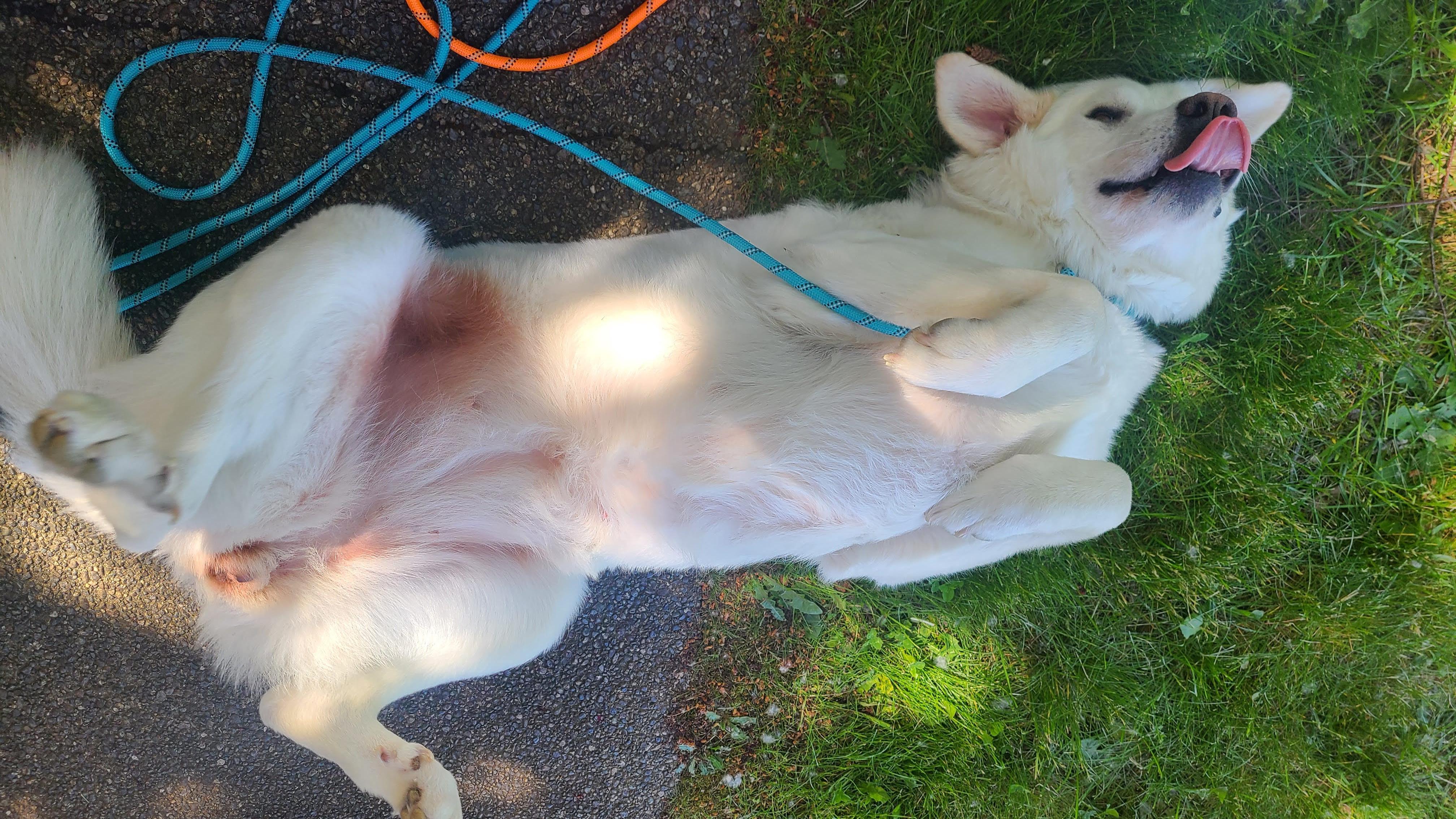 Enlarge Nala and Thor - Bonded Pair, a Adoptable Great Pyrenees in McKenna, WA image 6/6