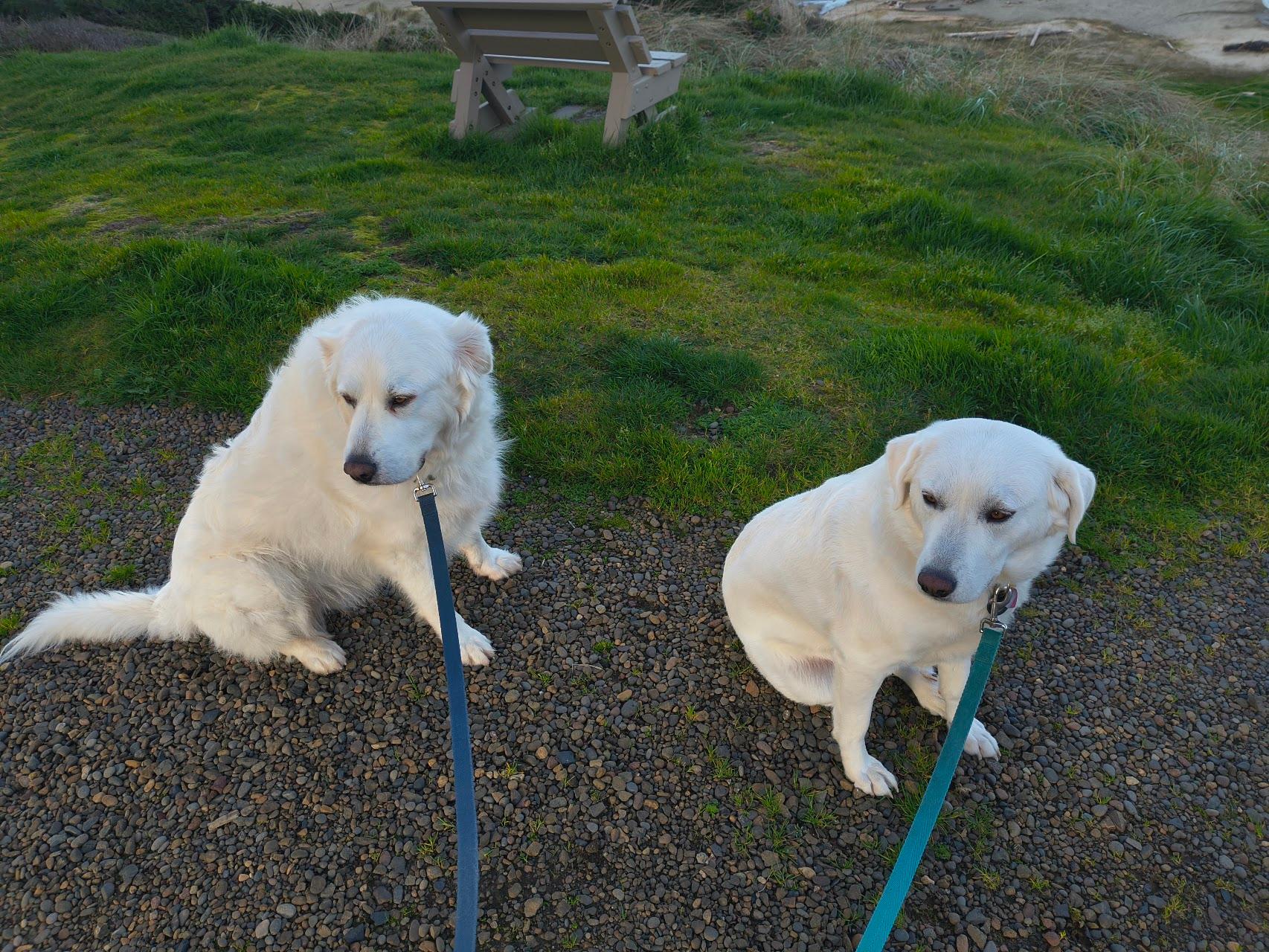 Enlarge Nala and Thor - Bonded Pair, a Adoptable Great Pyrenees in McKenna, WA image 2/6