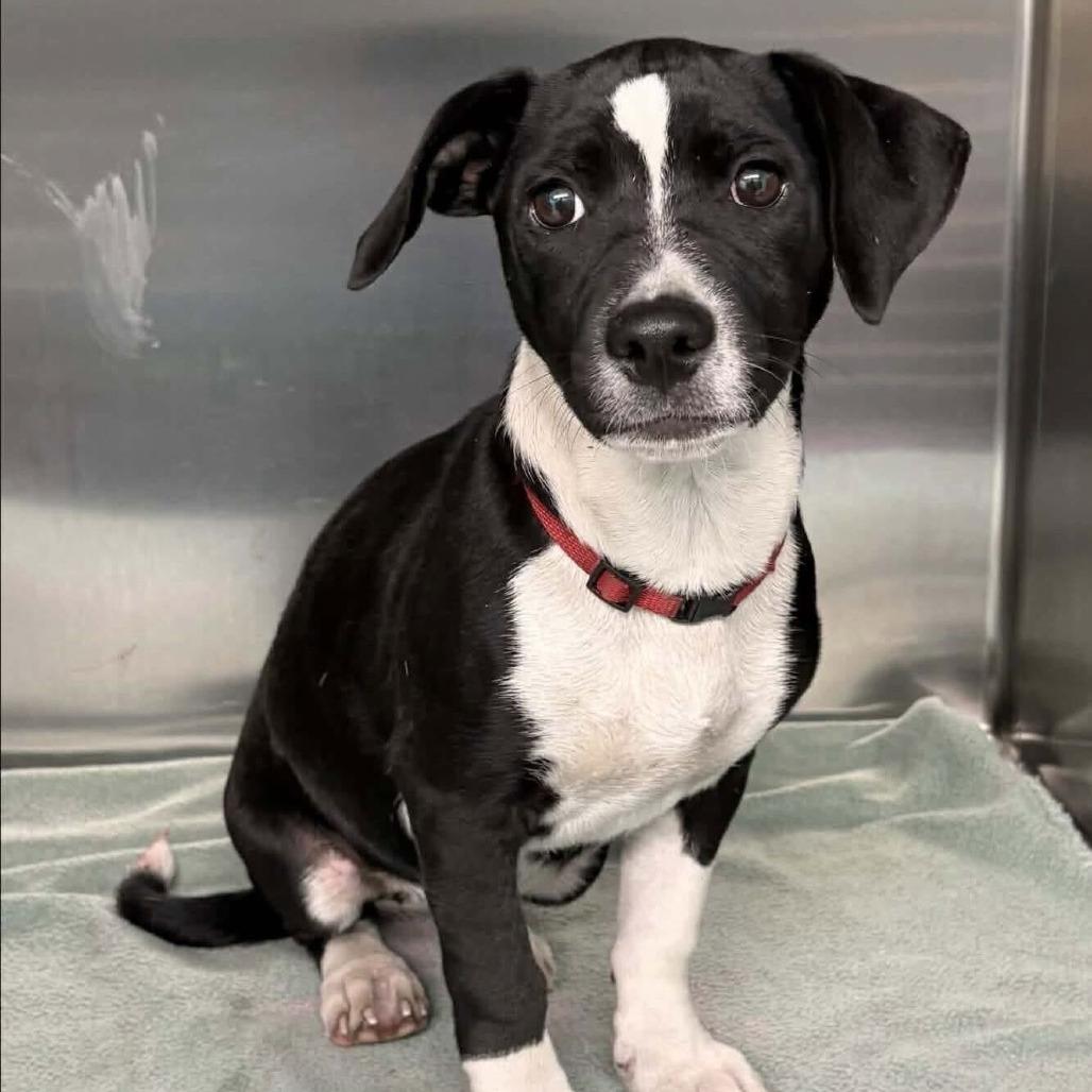 Enlarge FOSTER NEEDED - Daisy, a Adoptable mixed breed in Staten Island, NY image 1/1
