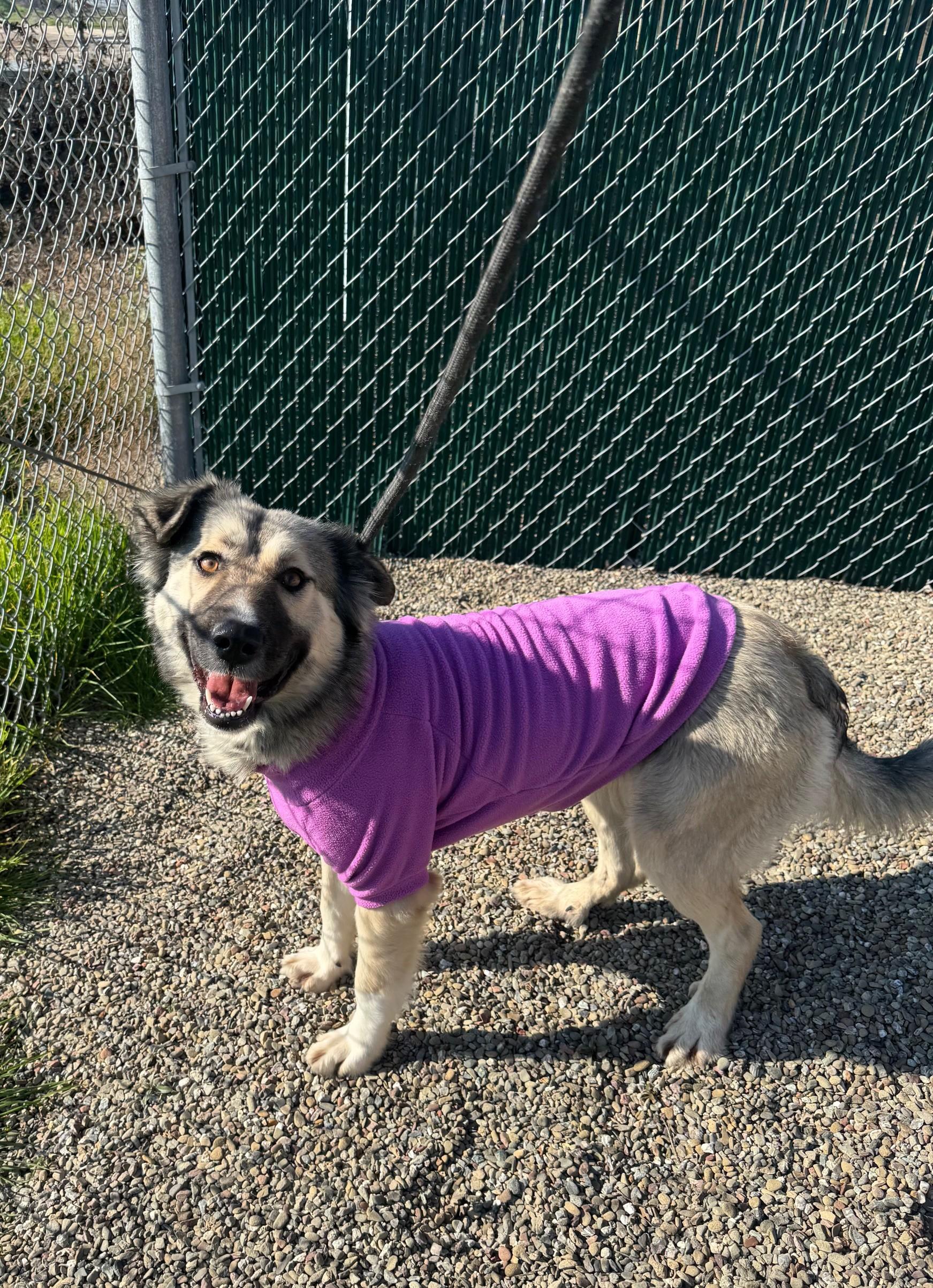 Enlarge Ash, a ADOPTABLE mixed breed in Ripon, CA image 3/3