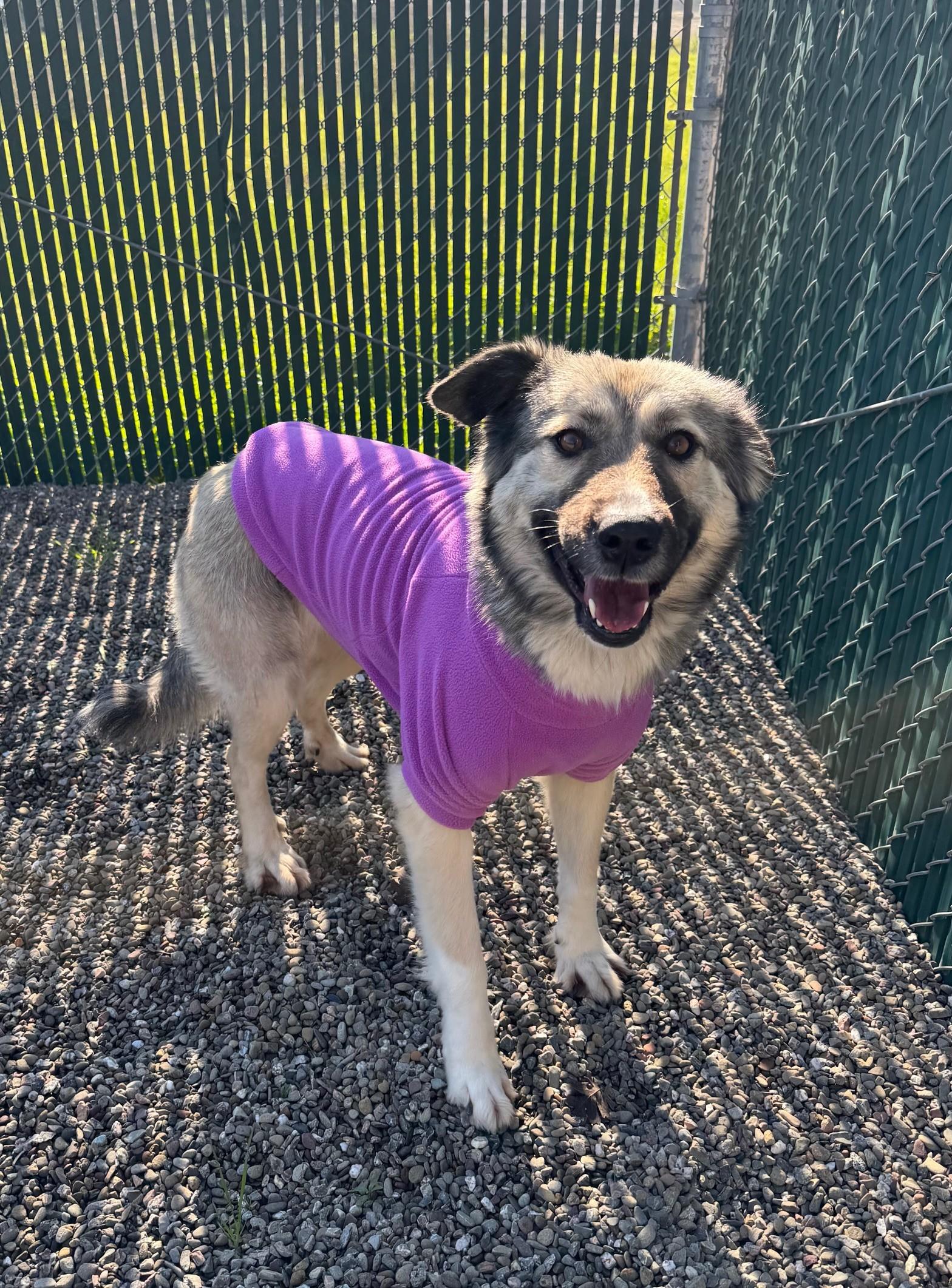 Ash, ADOPTABLE, Adult Female German Shepherd Dog.