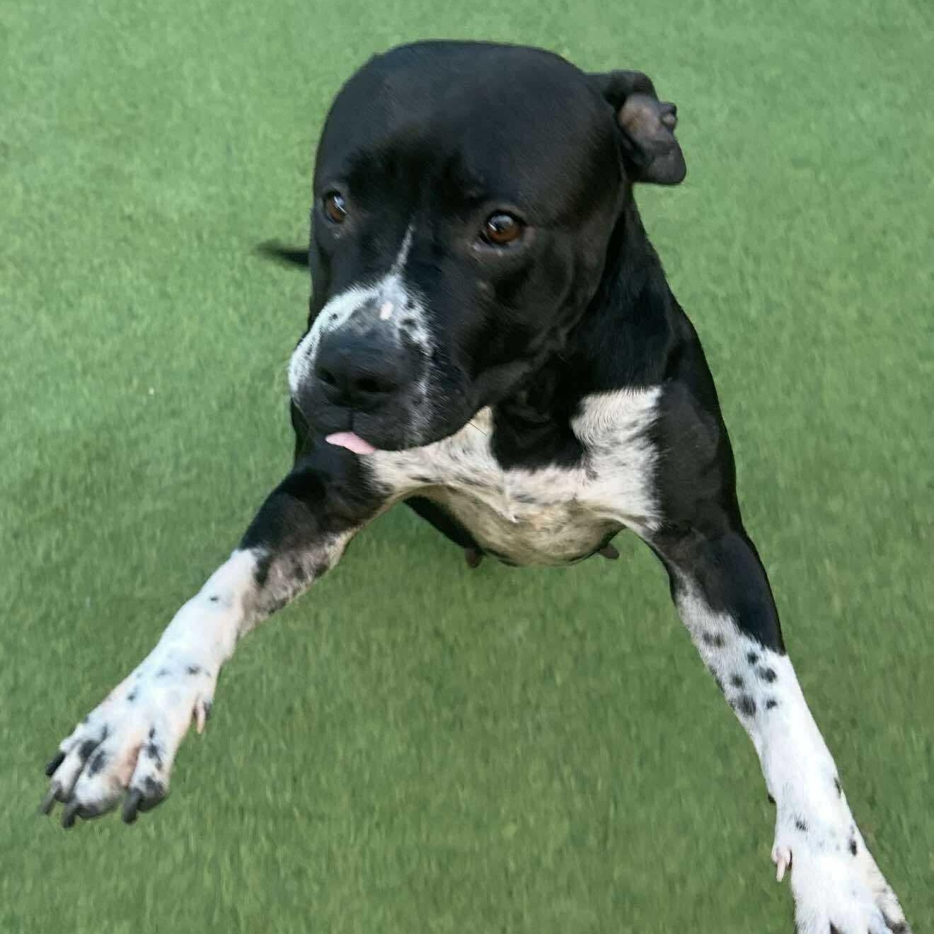 Enlarge Peggy Sue, a Adoptable Pit Bull Terrier in Wentworth, NH image 5/6