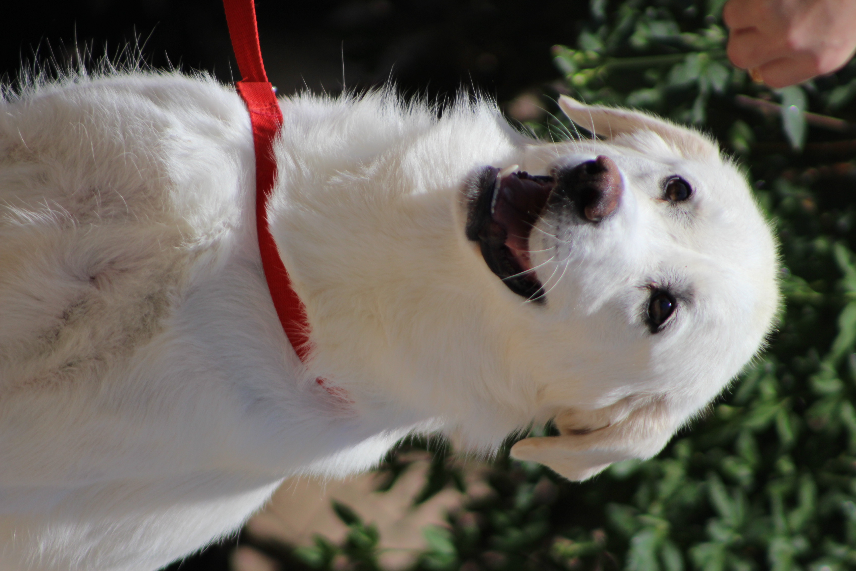 Rain, Adoptable, Adult Female Great Pyrenees.