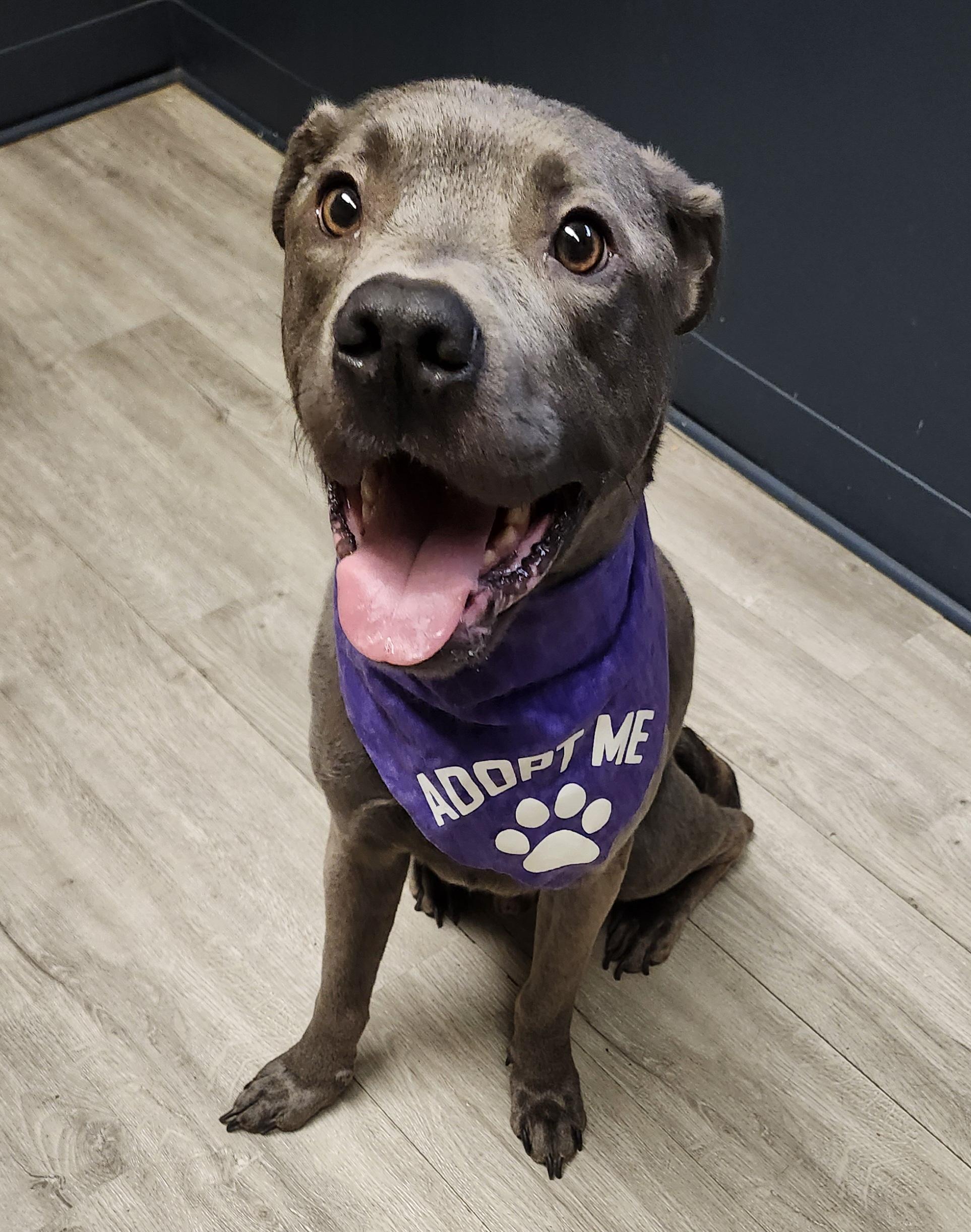 Enlarge Duncan, a Adoptable mixed breed in Mansfield, OH image 3/4