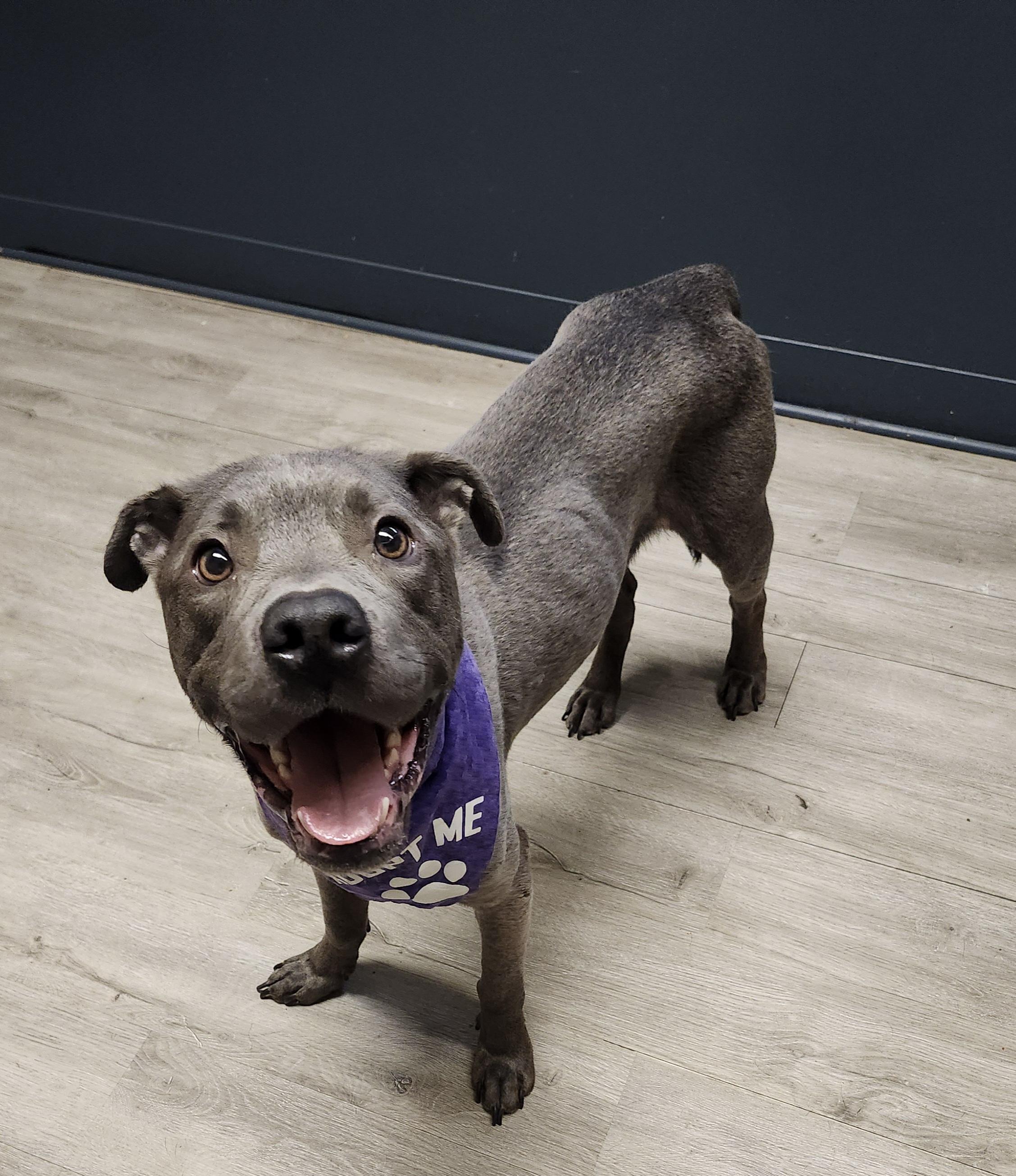 Enlarge Duncan, a Adoptable mixed breed in Mansfield, OH image 2/4