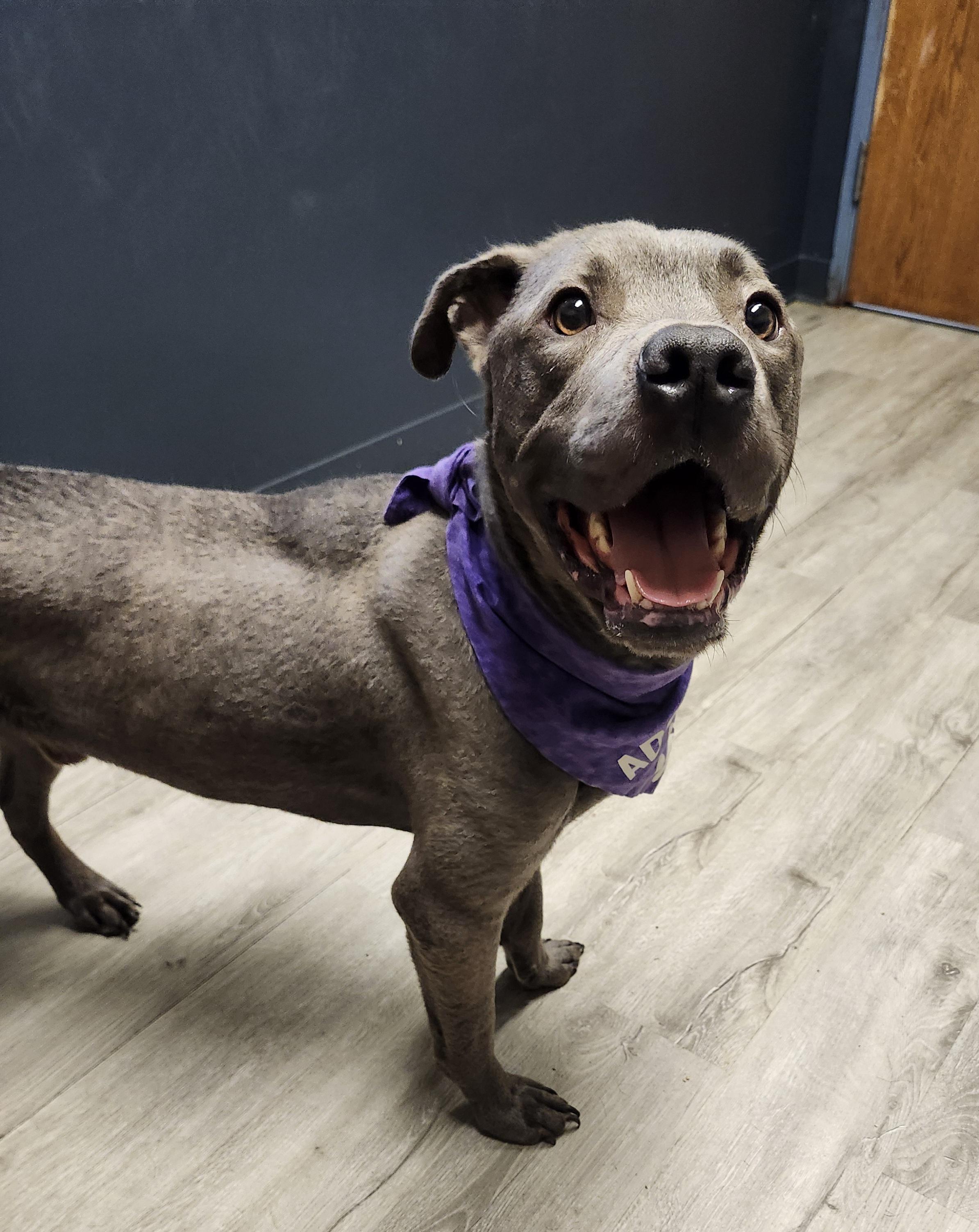 Enlarge Duncan, a Adoptable mixed breed in Mansfield, OH image 4/4