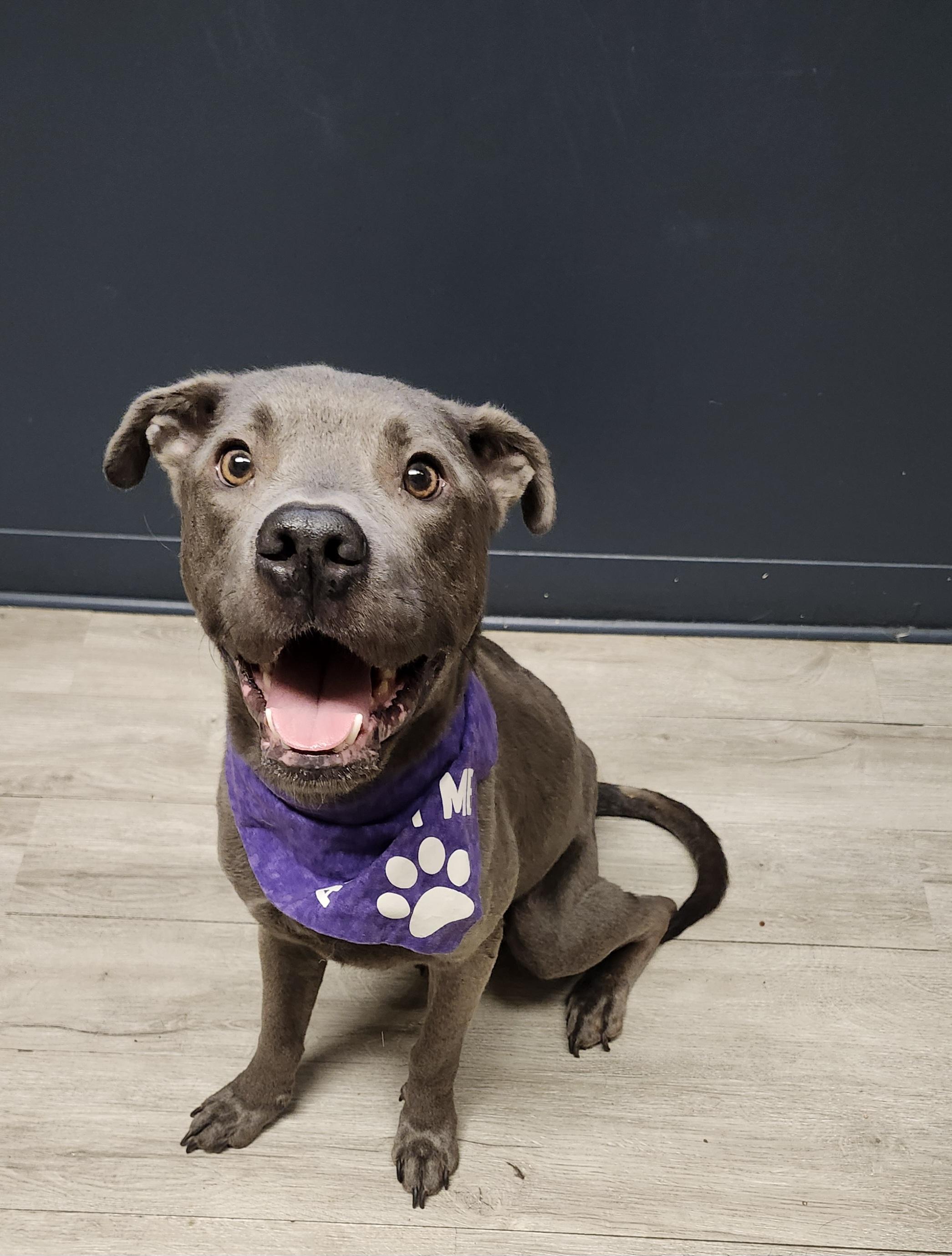 Duncan, Adoptable, Young Male Pit Bull Terrier.