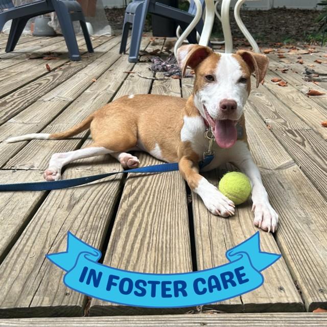 PANINI, Adoptable, Young Male Pit Bull Terrier & Mixed Breed.