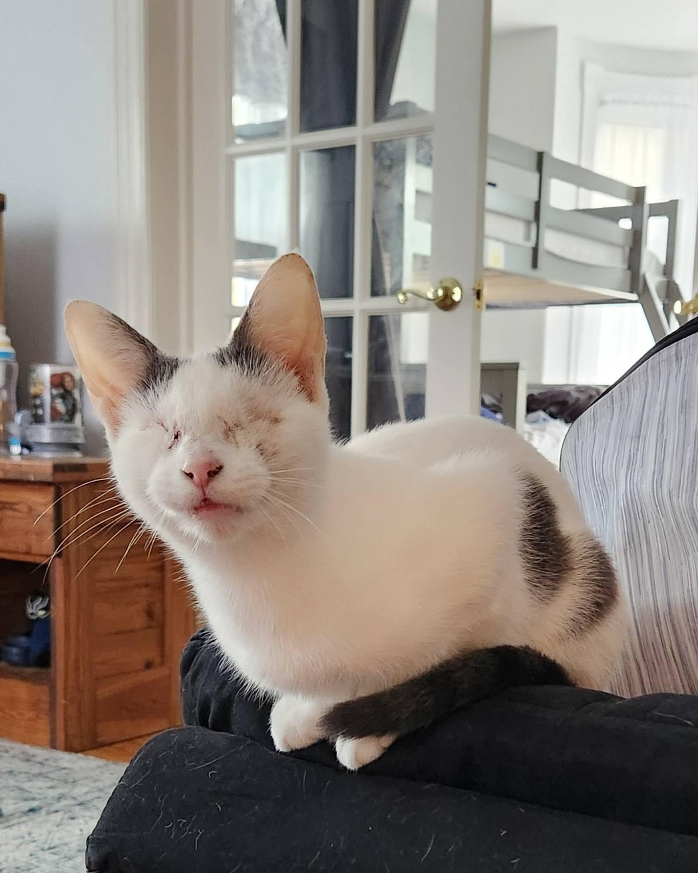 Bethany, a Adopted Domestic Short Hair in Manchester, MD image 1/2