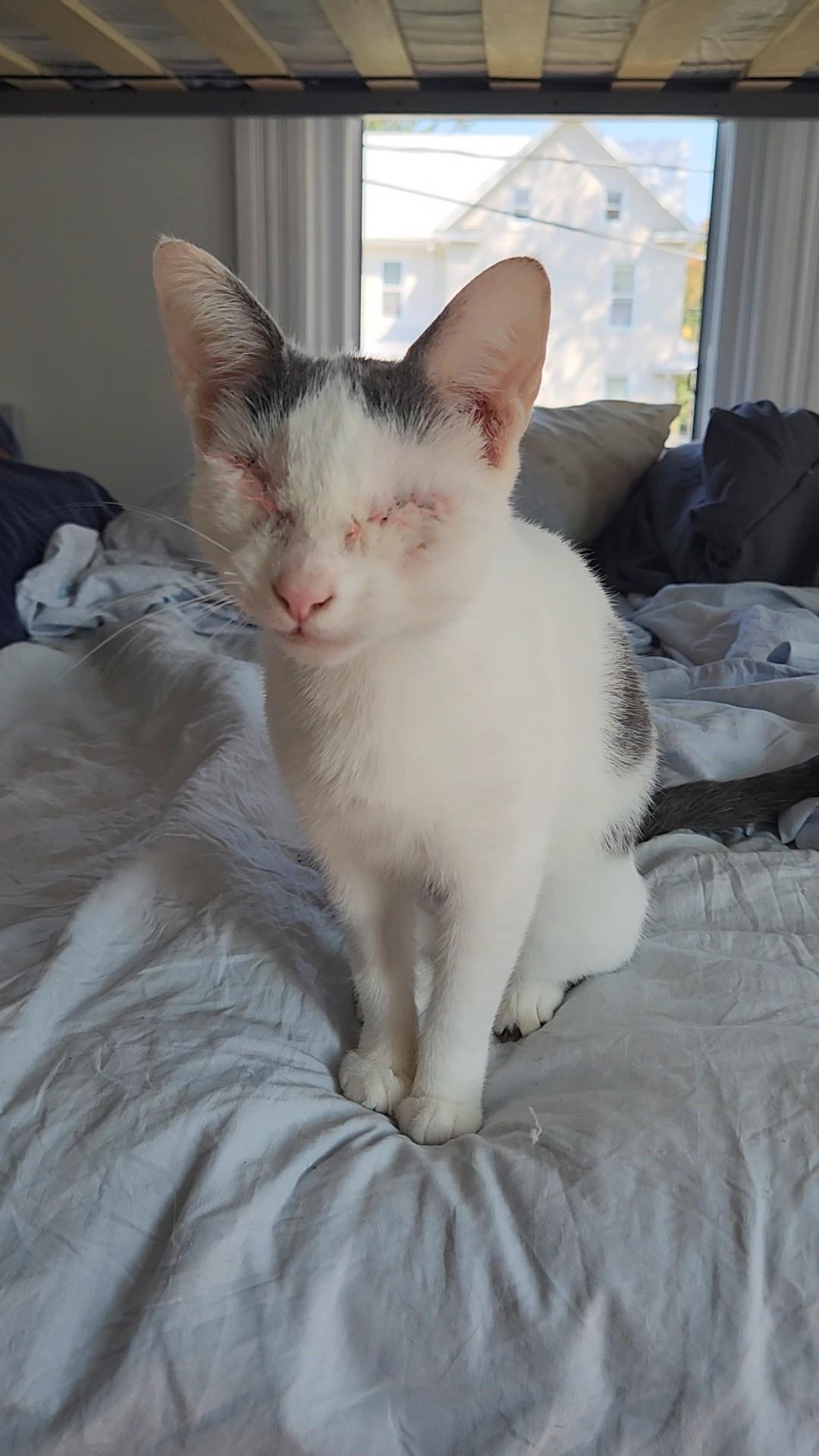 Bethany, a Adopted Domestic Short Hair in Manchester, MD image 2/2