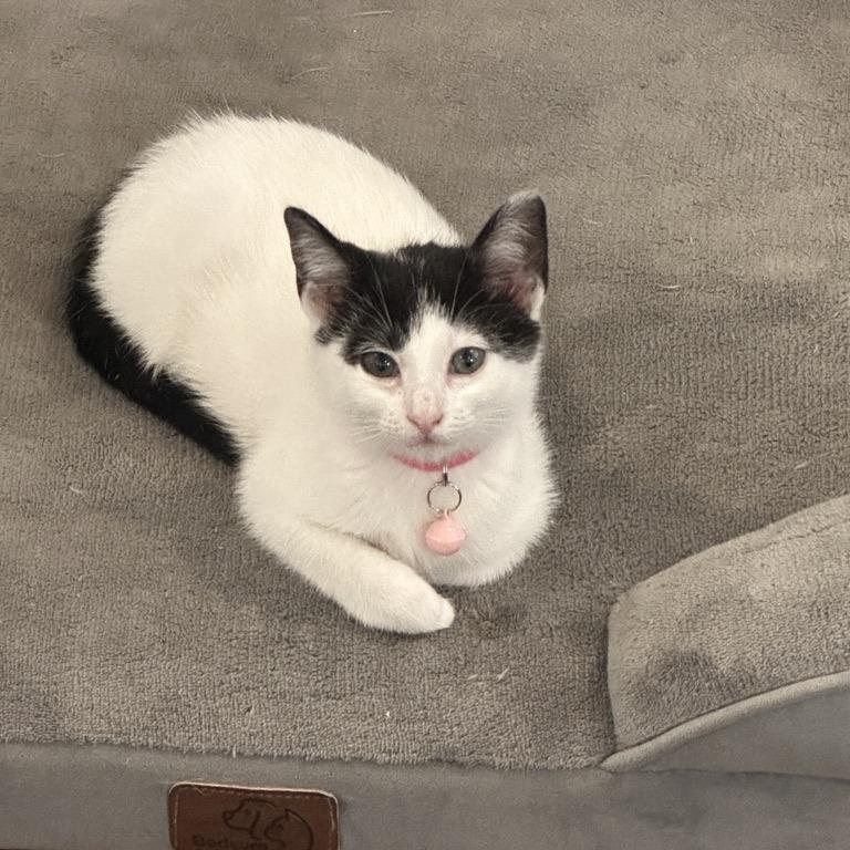 Pali (Hawaiian Kittens), a Adoptable Domestic Short Hair in Charlotte, NC image 1/4