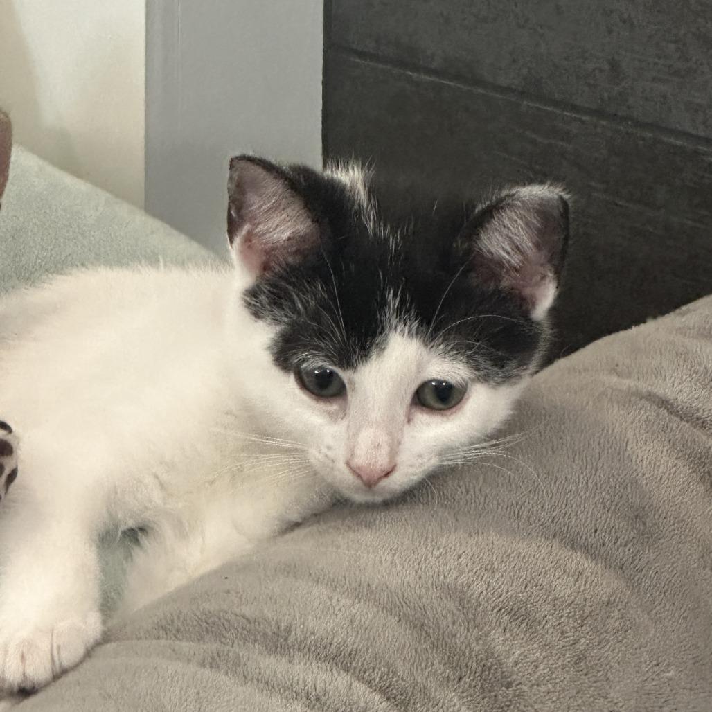 Pali (Hawaiian Kittens), a Adoptable Domestic Short Hair in Charlotte, NC image 2/4