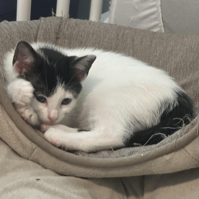 Pali (Hawaiian Kittens), a Adoptable Domestic Short Hair in Charlotte, NC image 3/4