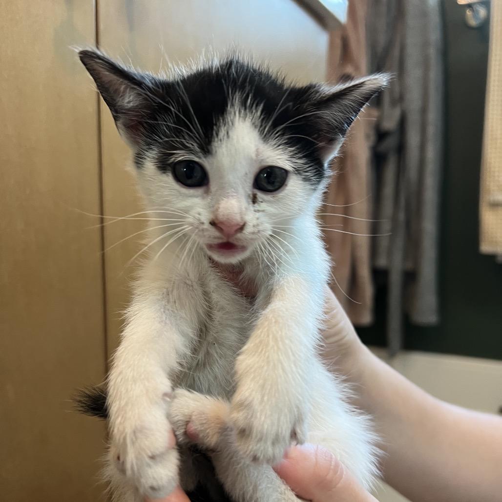 Pali (Hawaiian Kittens), a Adoptable Domestic Short Hair in Charlotte, NC image 4/4