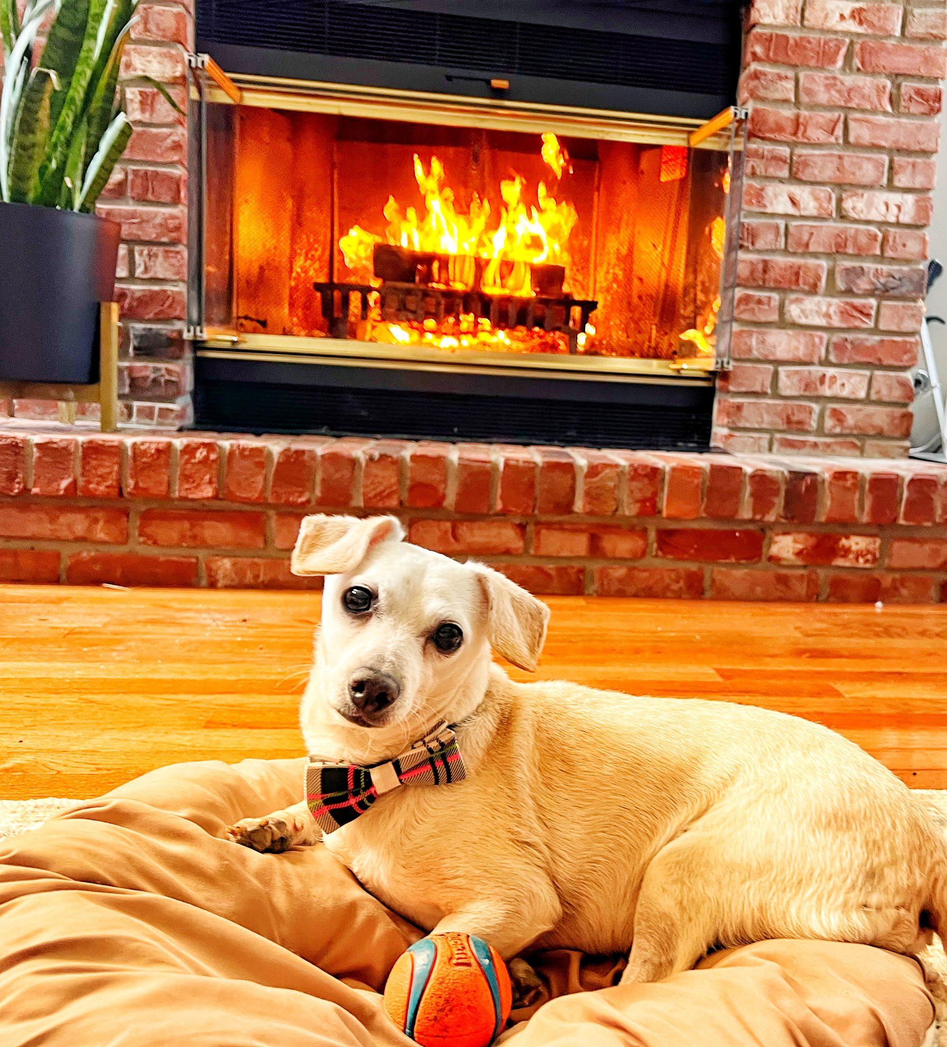 Schmitty, a ADOPTABLE mixed breed in Crown Point, IN image 3/5
