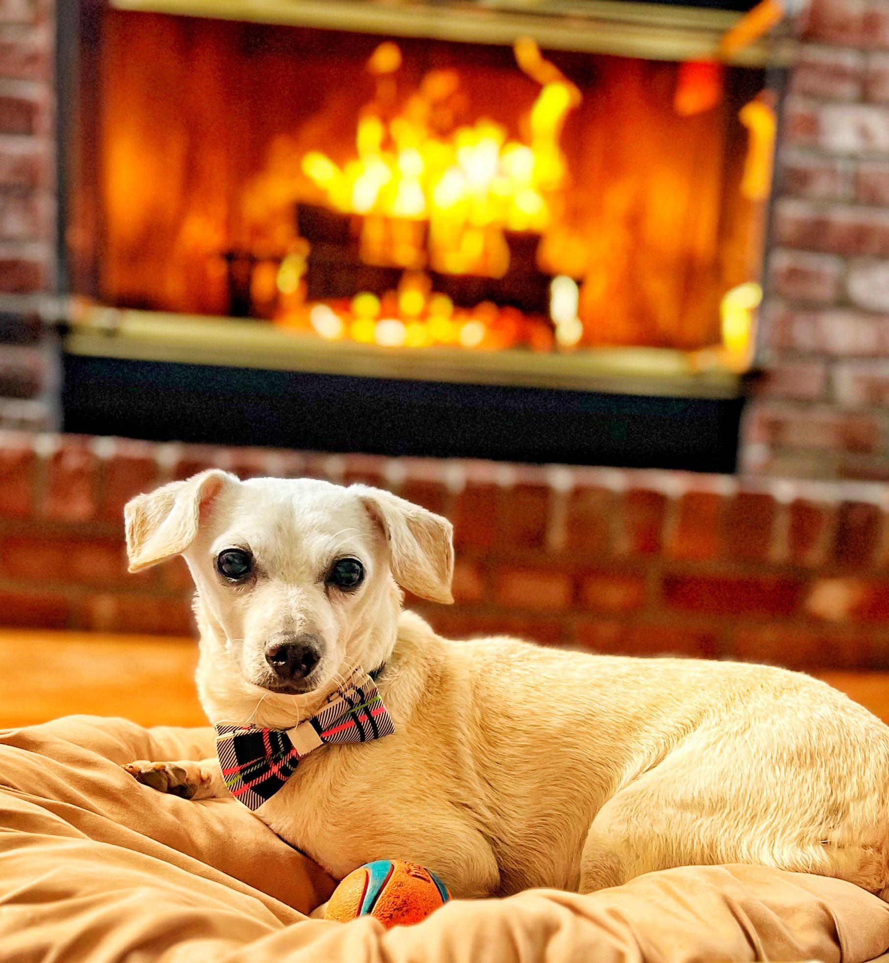 Schmitty, a ADOPTABLE mixed breed in Crown Point, IN image 4/5