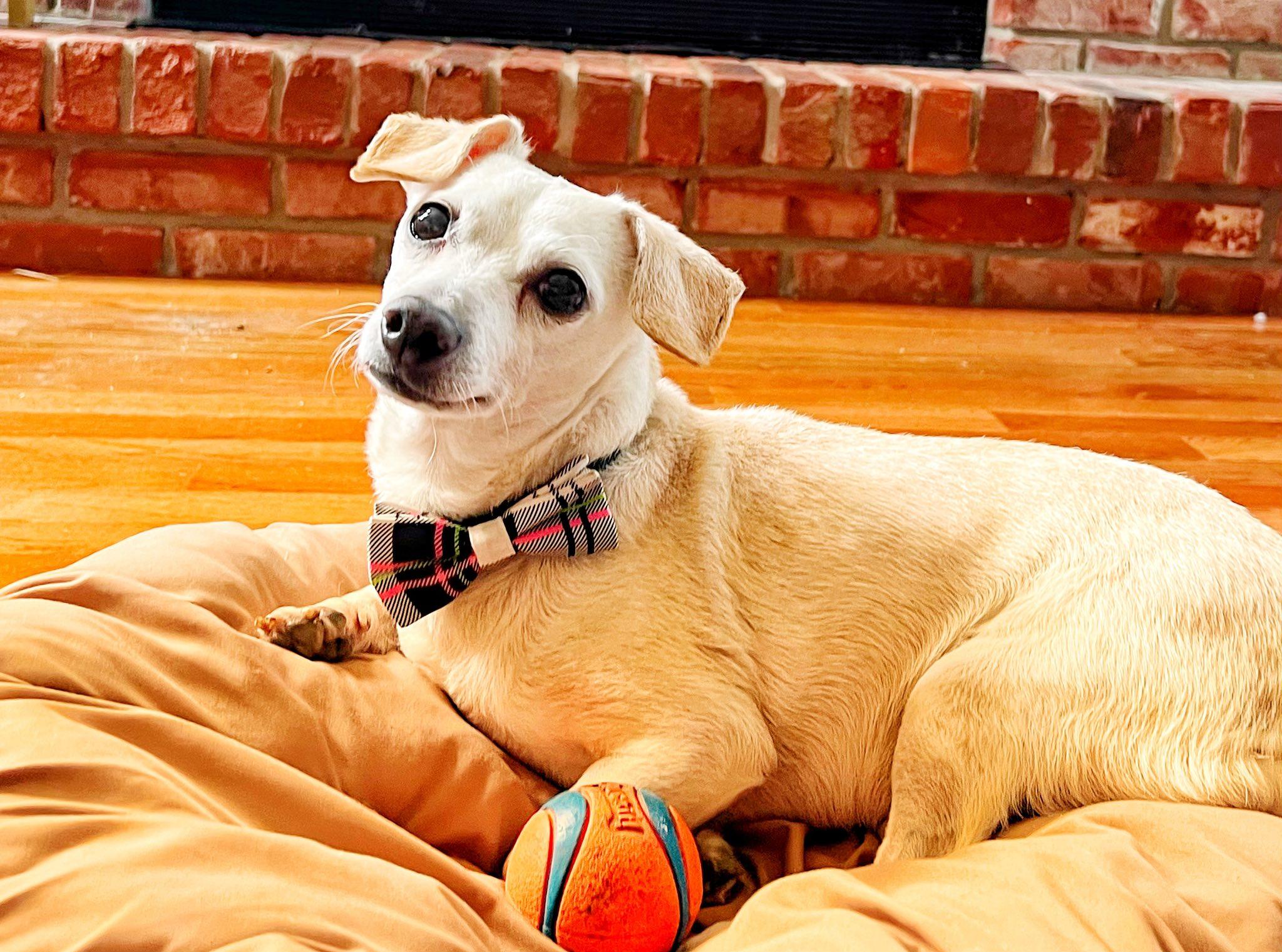 Schmitty, ADOPTABLE, Senior Male Chihuahua & Dachshund.