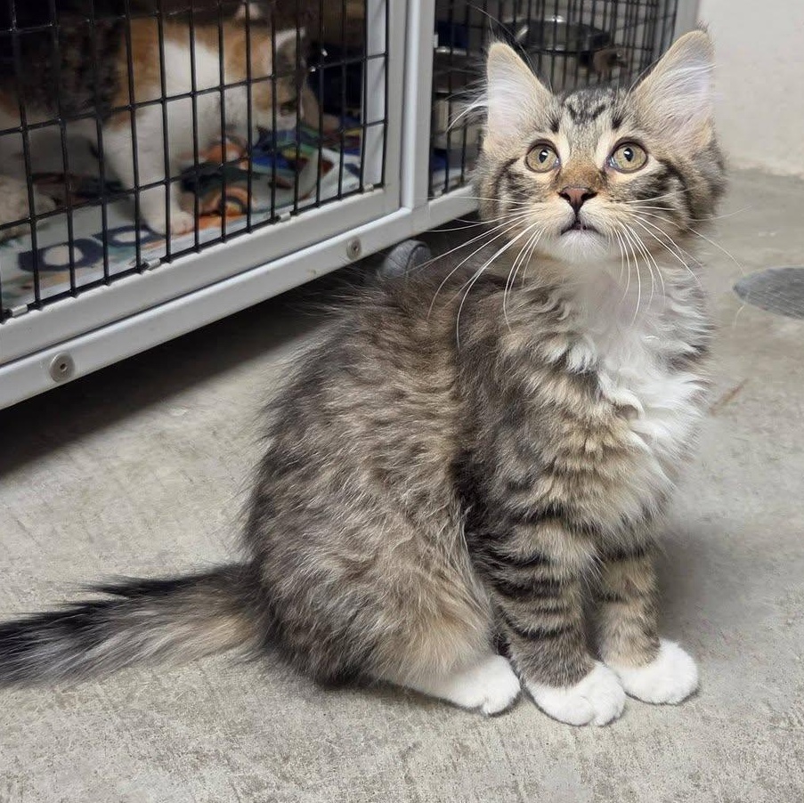 Mimi, an adopted Domestic Medium Hair in Chilton, WI image 4/6