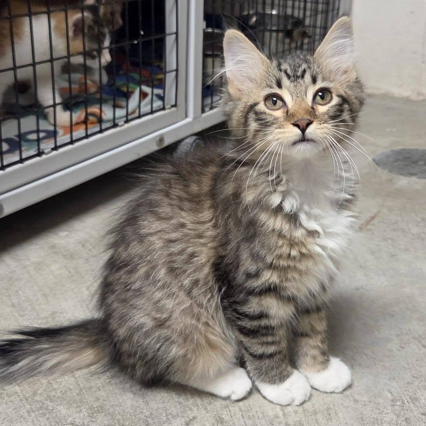Mimi, an adopted Domestic Medium Hair in Chilton, WI image 5/6