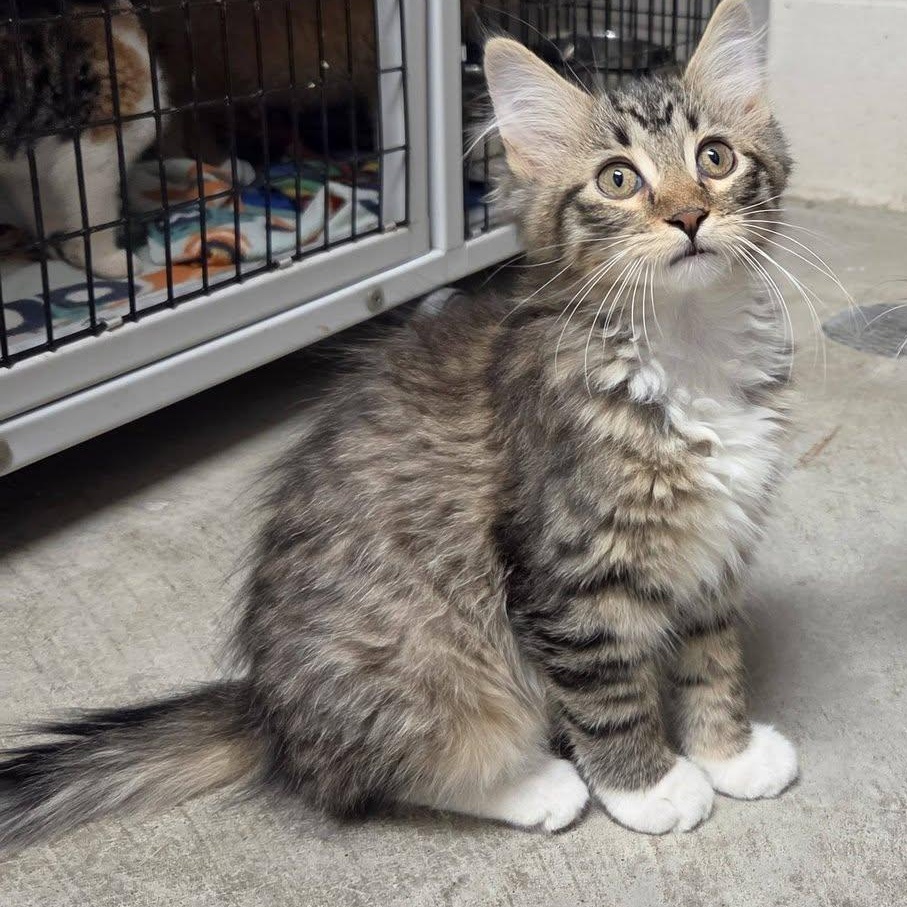 Mimi, an adopted Domestic Medium Hair in Chilton, WI image 2/6