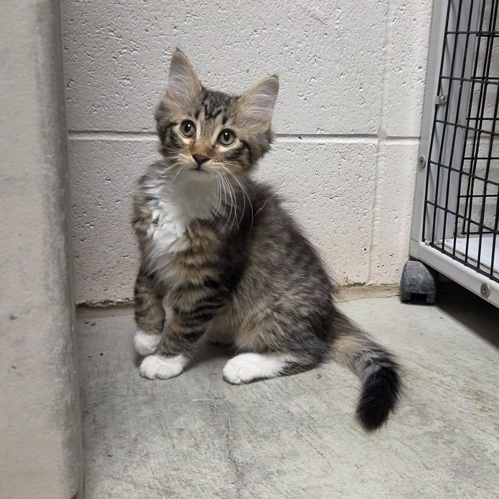Mimi, an adopted Domestic Medium Hair in Chilton, WI image 6/6