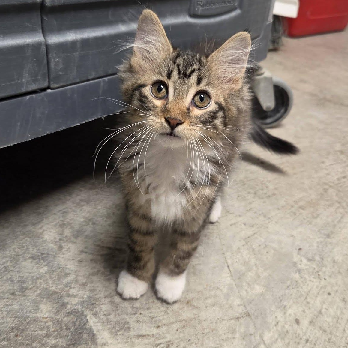 Mimi, an adopted Domestic Medium Hair in Chilton, WI image 1/6