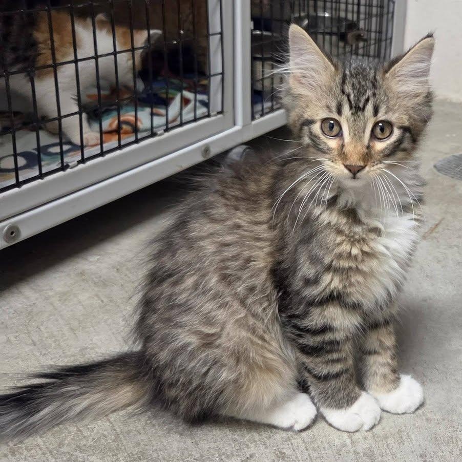 Mimi, an adopted Domestic Medium Hair in Chilton, WI image 3/6