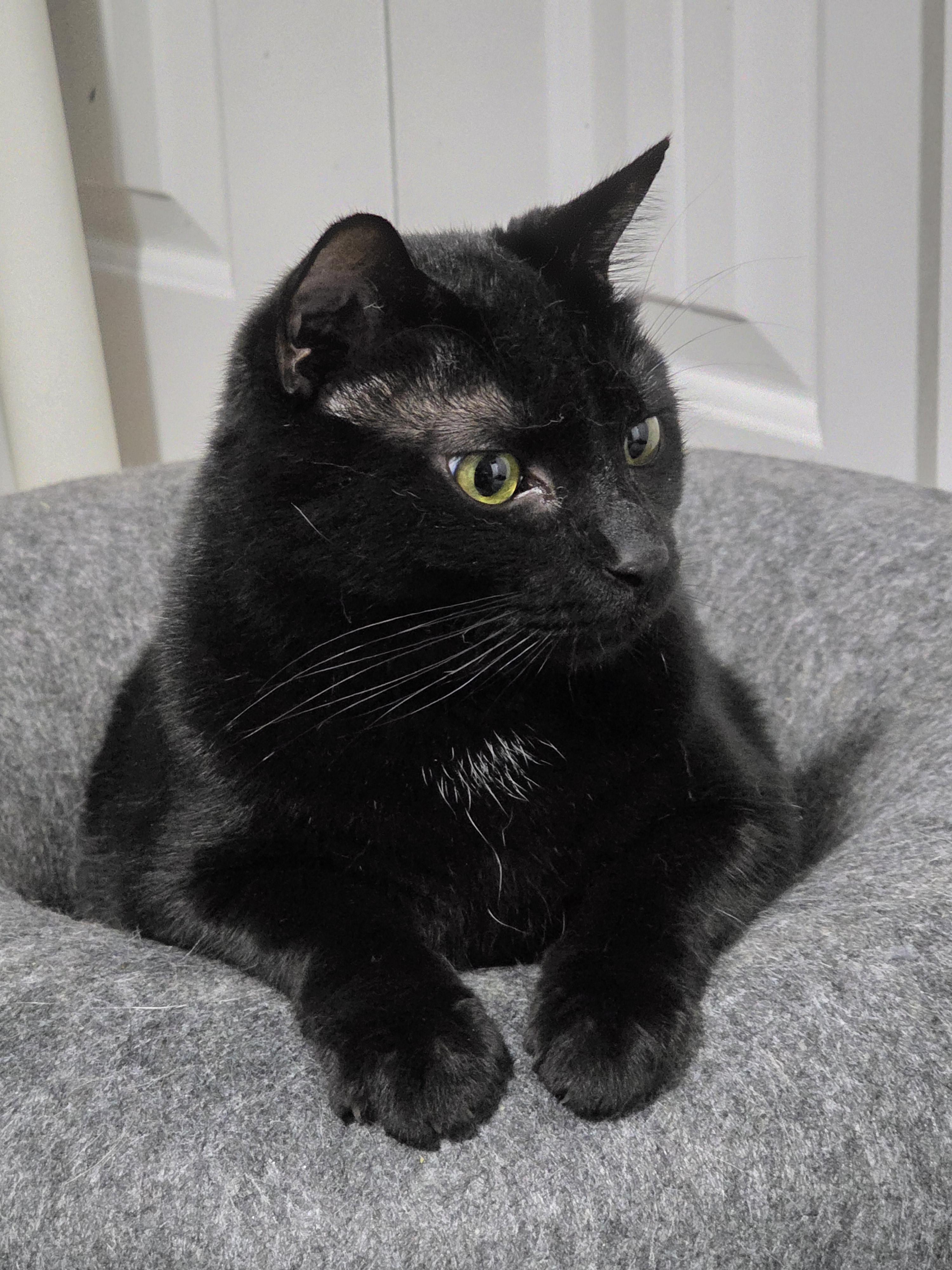 VELVET, a ADOPTABLE Domestic Medium Hair in Manchester, CT image 2/5