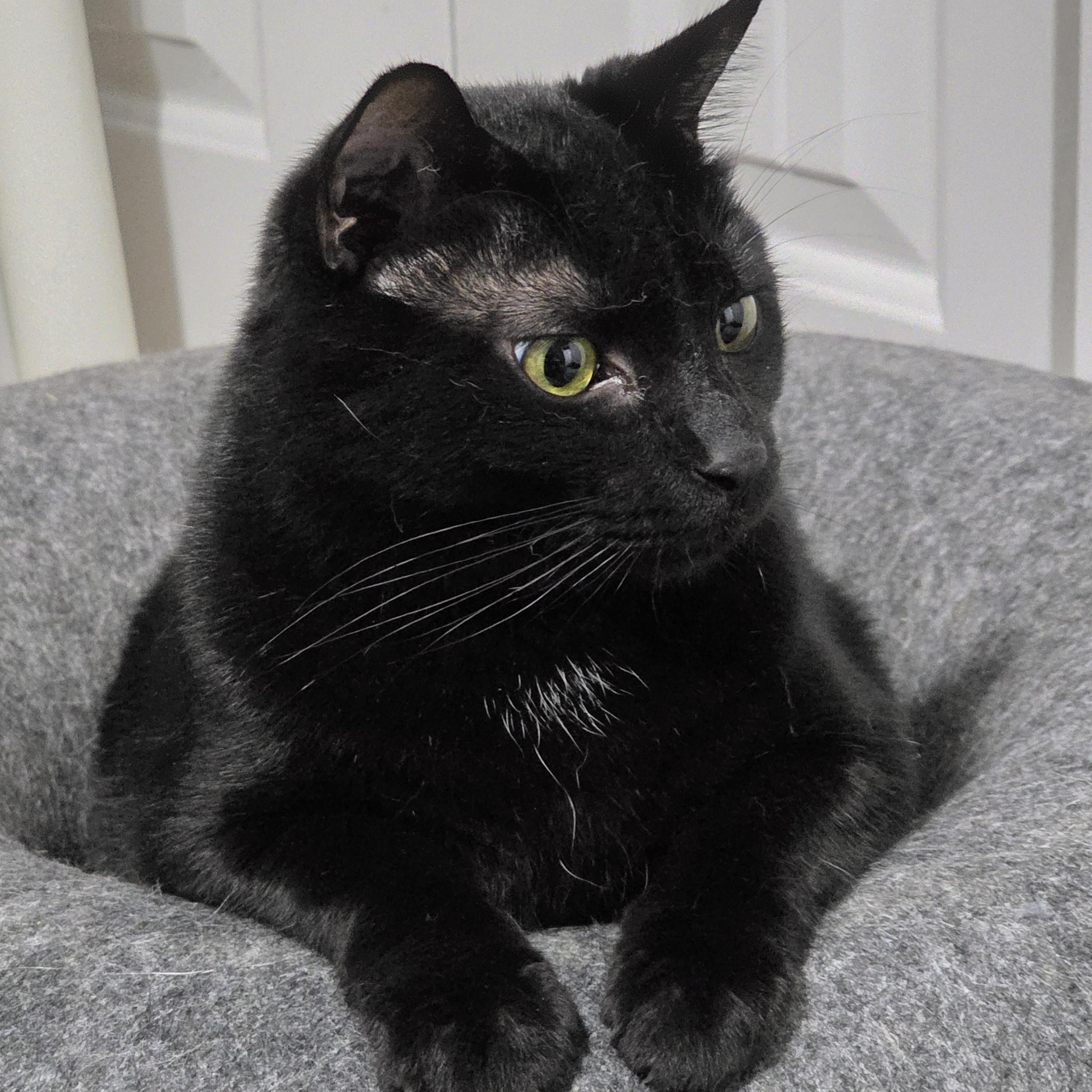 VELVET, a ADOPTABLE Domestic Medium Hair in Manchester, CT image 3/5