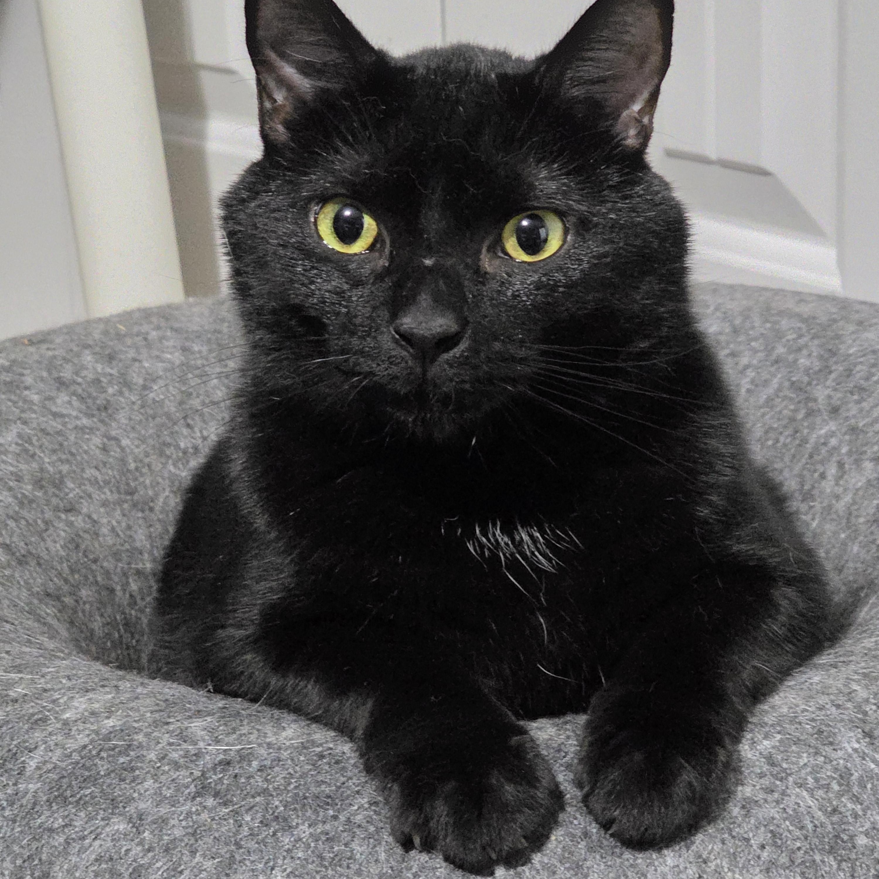 VELVET, ADOPTABLE, Young Female Domestic Medium Hair.