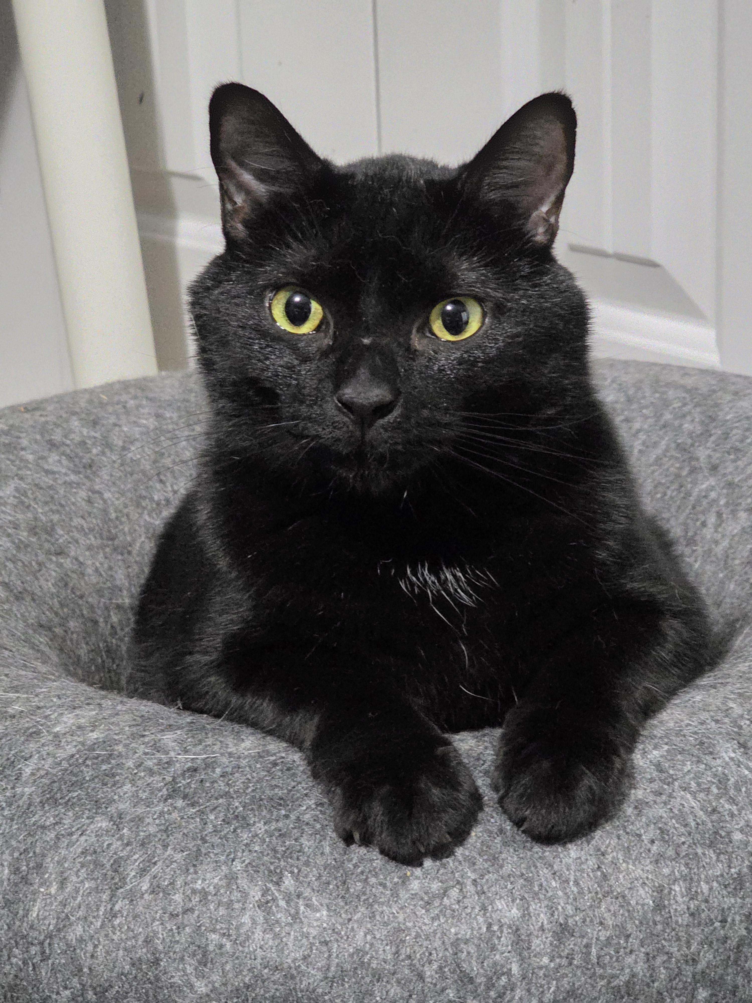 VELVET, a ADOPTABLE Domestic Medium Hair in Manchester, CT image 3/5