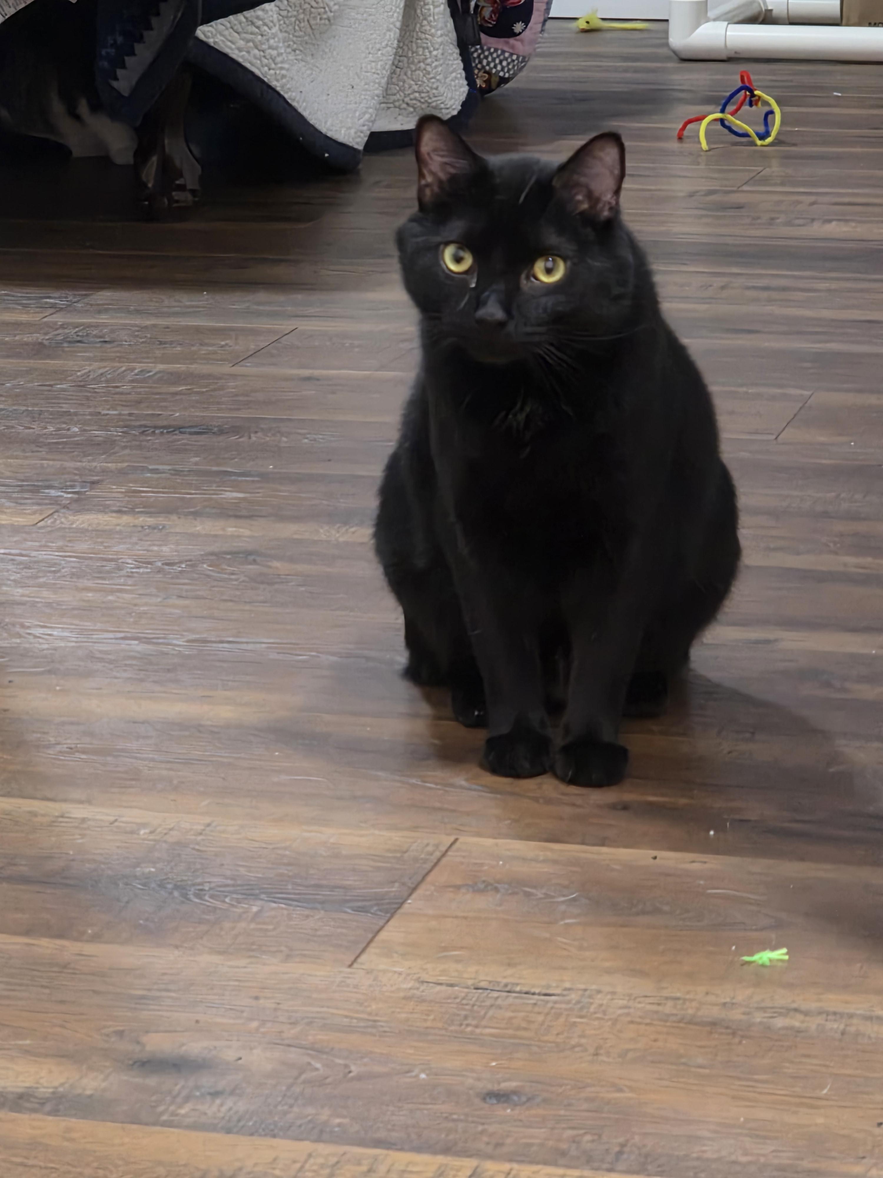 VELVET, a ADOPTABLE Domestic Medium Hair in Manchester, CT image 4/5