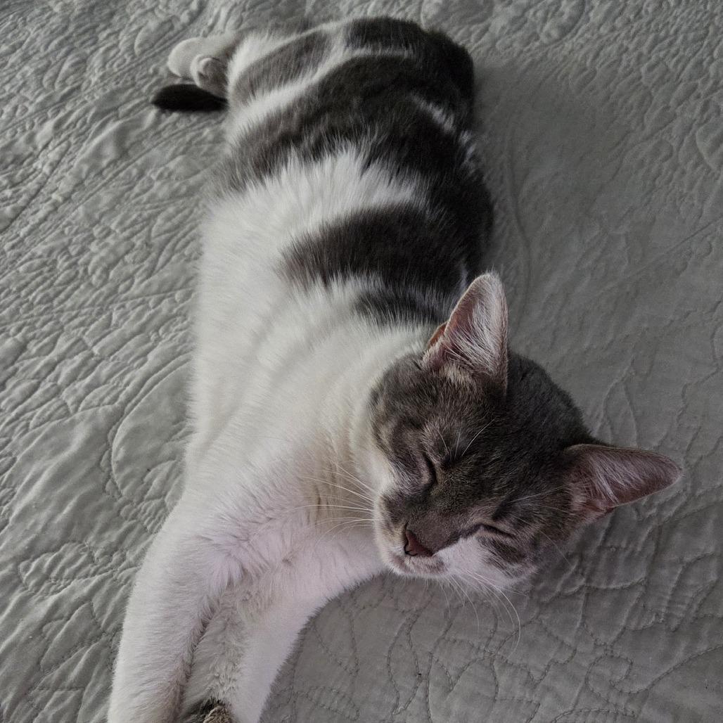 Neverland, Adoptable, Adult Female Domestic Short Hair.