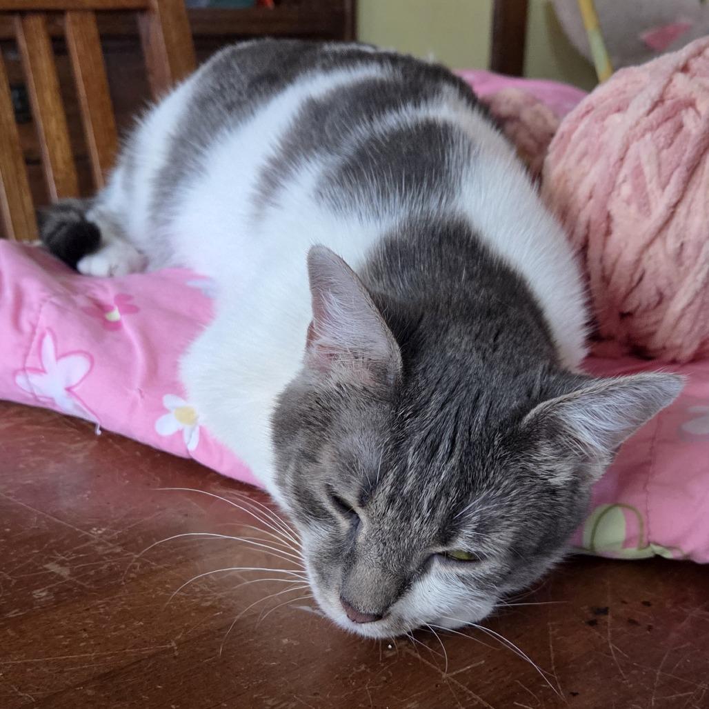 Neverland, a Adoptable Domestic Short Hair in St. Paul, MN image 2/5