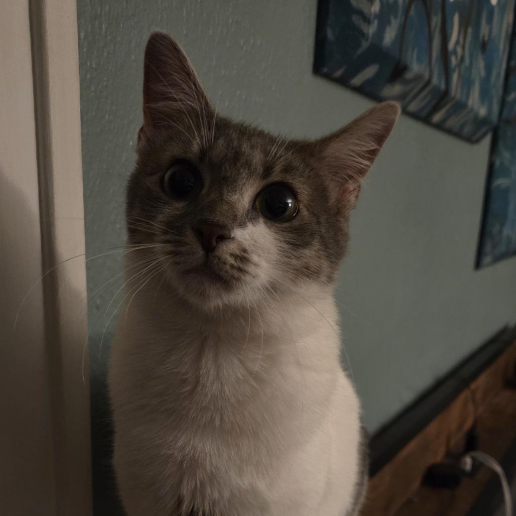 Neverland, a Adoptable Domestic Short Hair in St. Paul, MN image 3/5