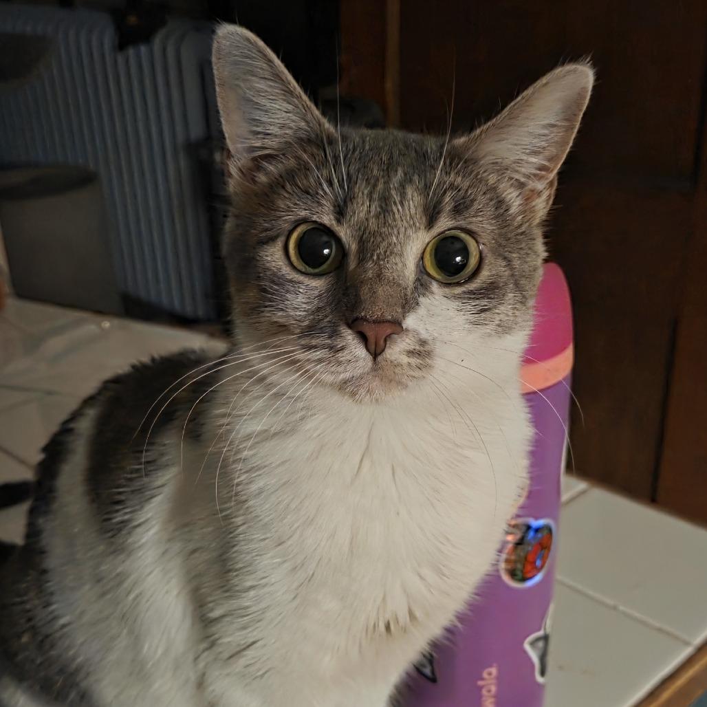 Neverland, a Adoptable Domestic Short Hair in St. Paul, MN image 4/5