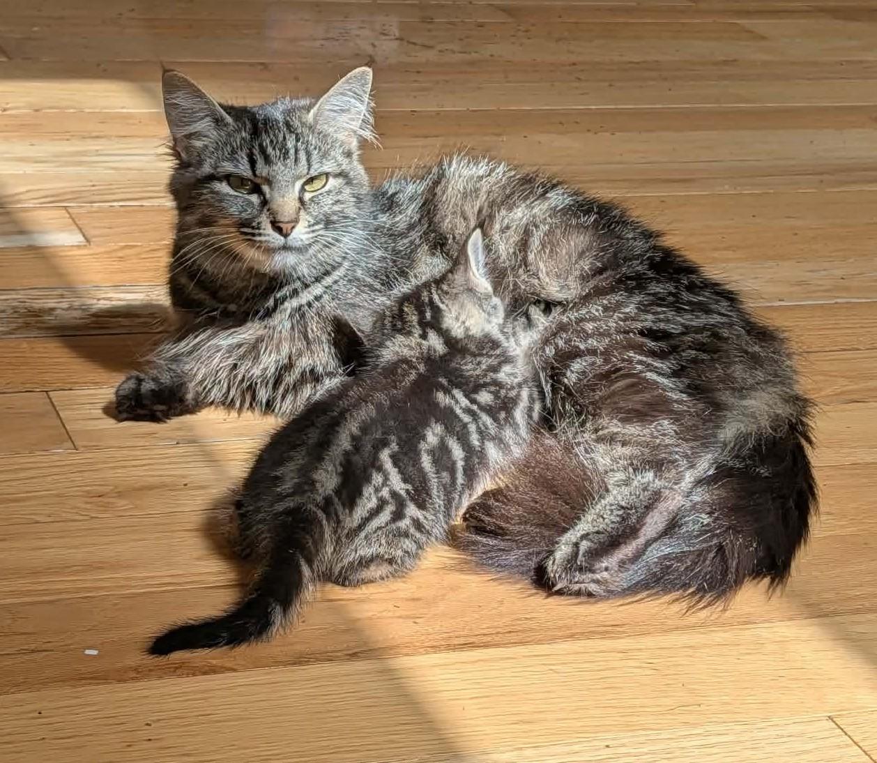 Enlarge Starbuck, an adopted Domestic Short Hair in Rochester , NY image 3/6