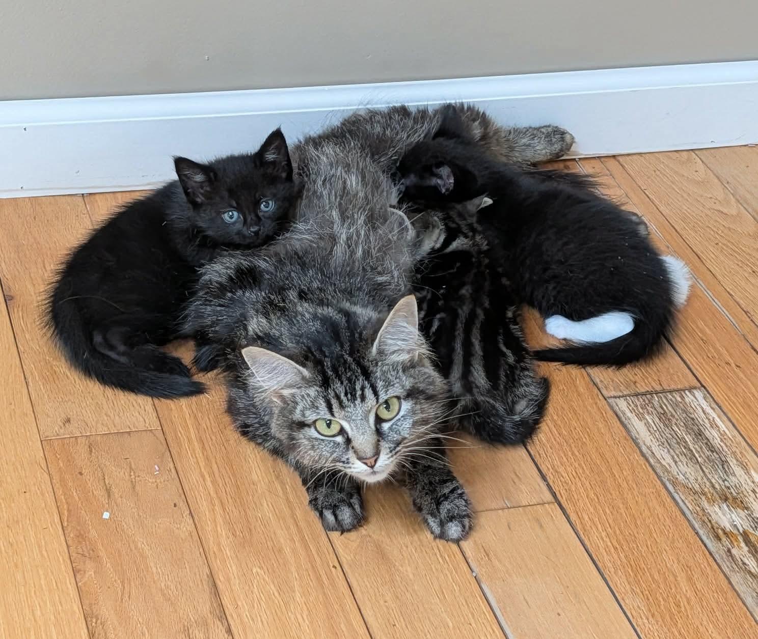 Enlarge Starbuck, an adopted Domestic Short Hair in Rochester , NY image 5/6