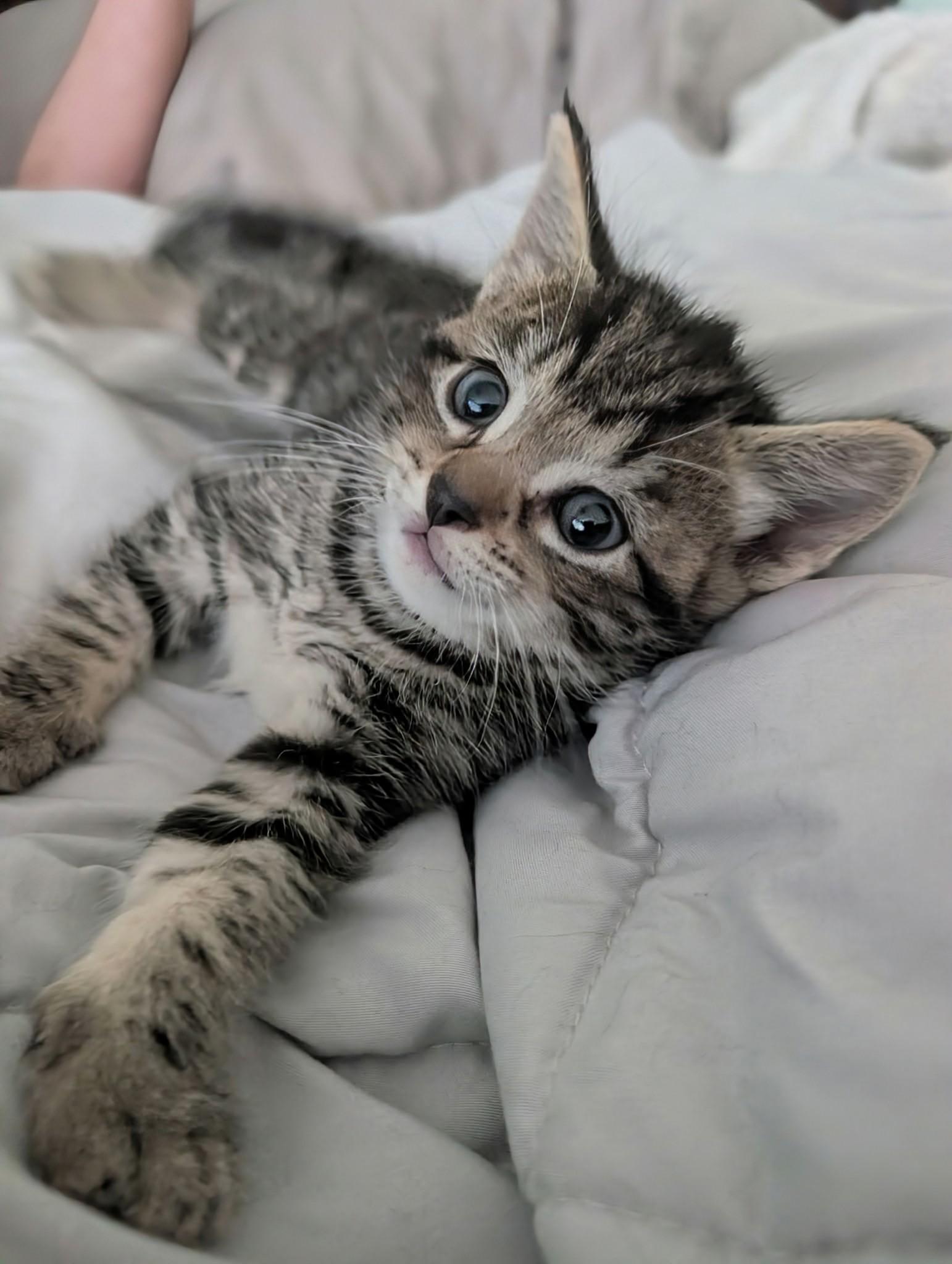 Enlarge Starbuck, an adopted Domestic Short Hair in Rochester , NY image 6/6