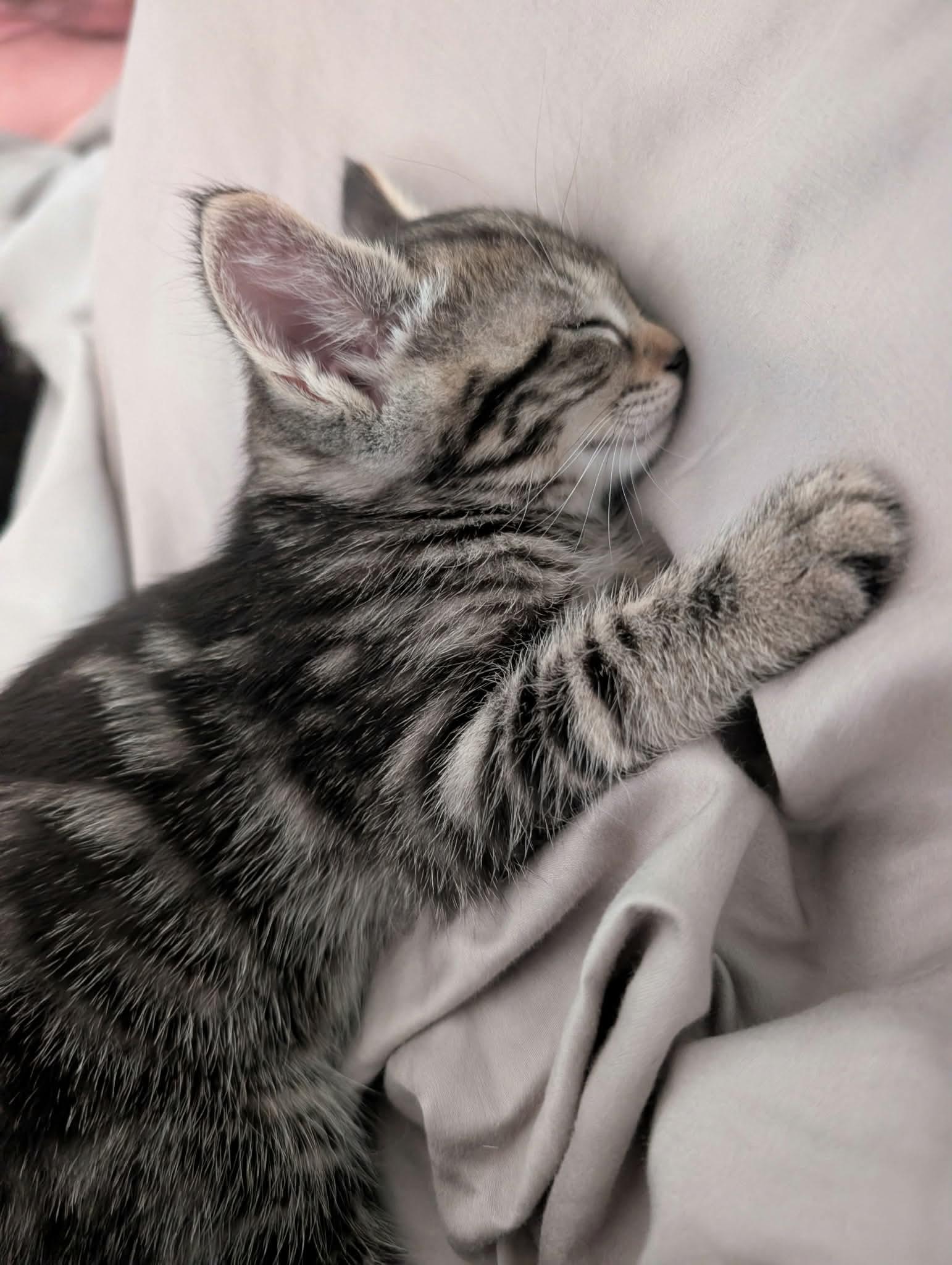 Enlarge Starbuck, an adopted Domestic Short Hair in Rochester , NY image 4/6