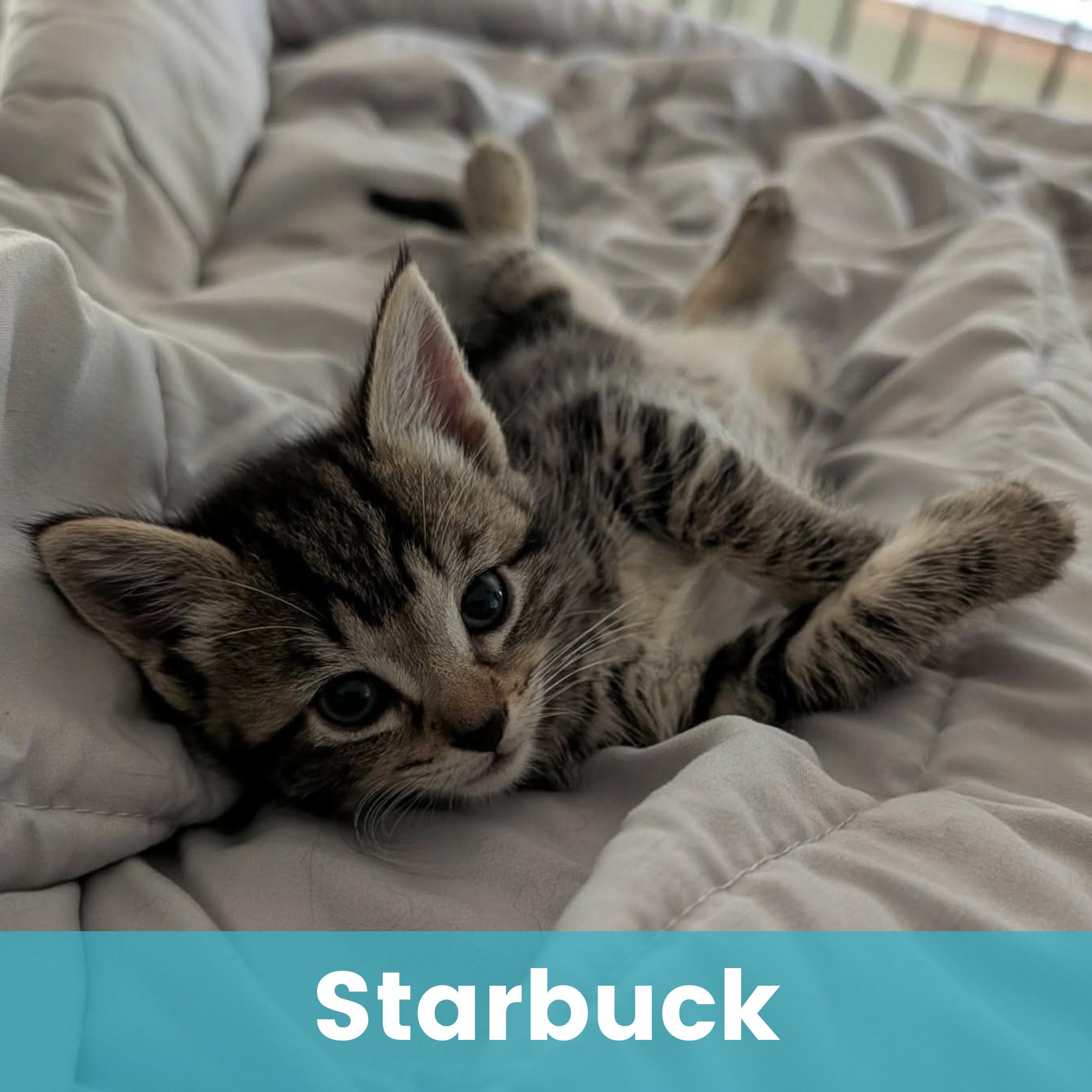 Starbuck, adopted, Kitten Female Domestic Short Hair.